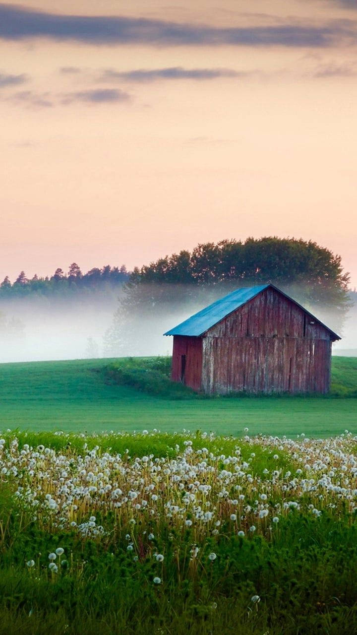 red barn, blue roof, misty field, HD Phone Wallpaper