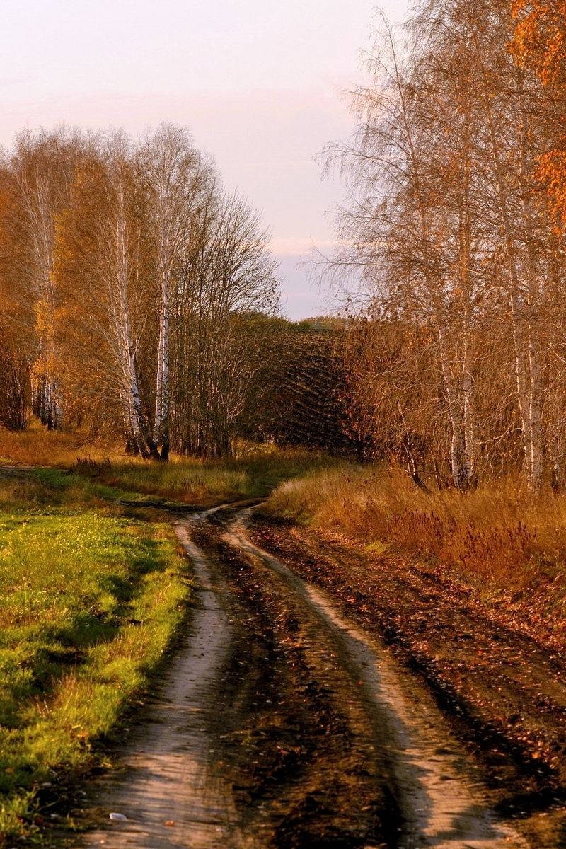 Country iPhone, autumn woods, birch trees, SD Phone Wallpaper