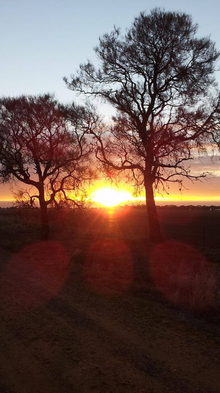 Sunset, bare trees, dirt path, HD Phone Wallpaper