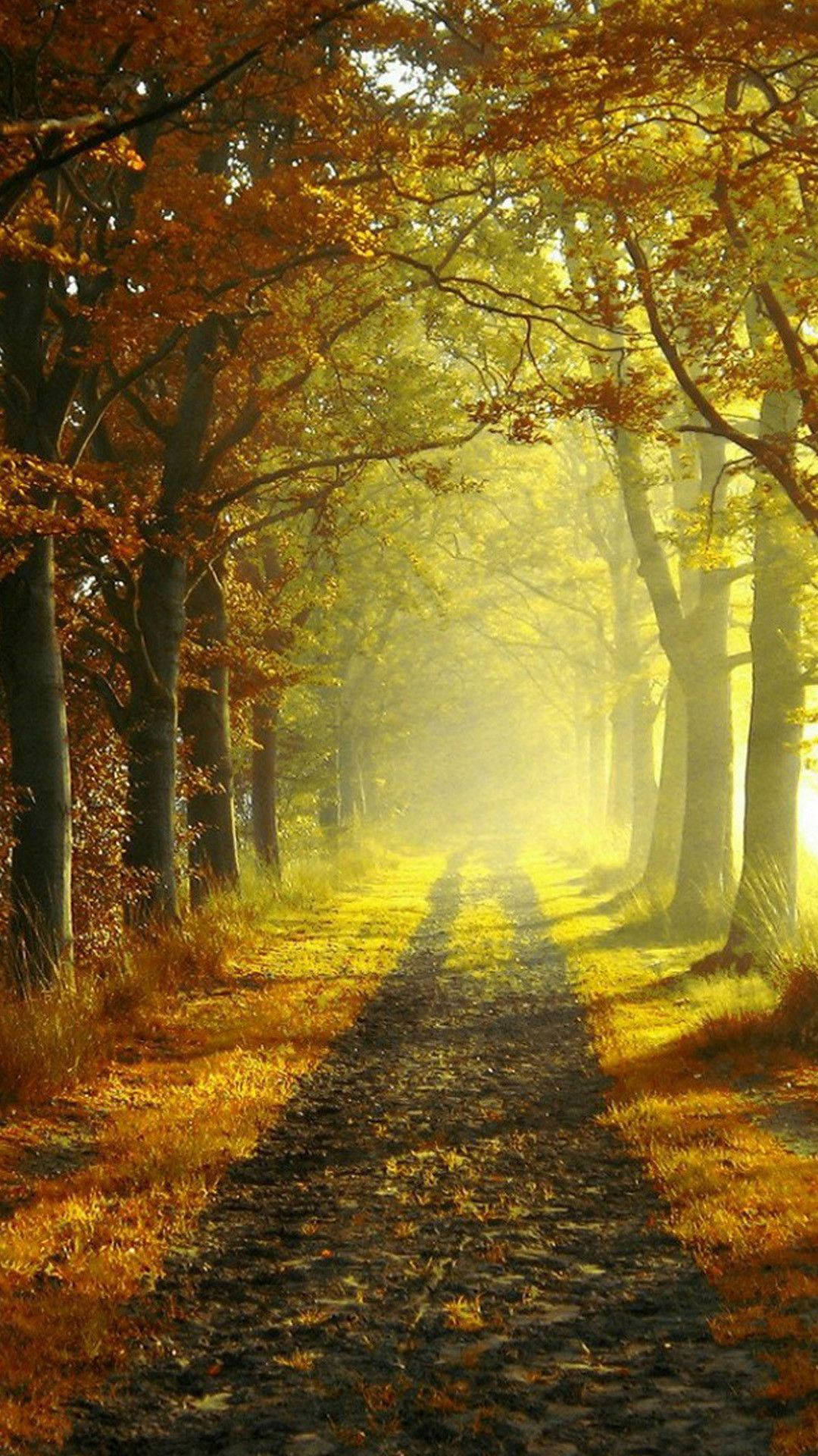 Country iPhone, sunlit forest path, golden autumn trees, Full HD Phone Wallpaper