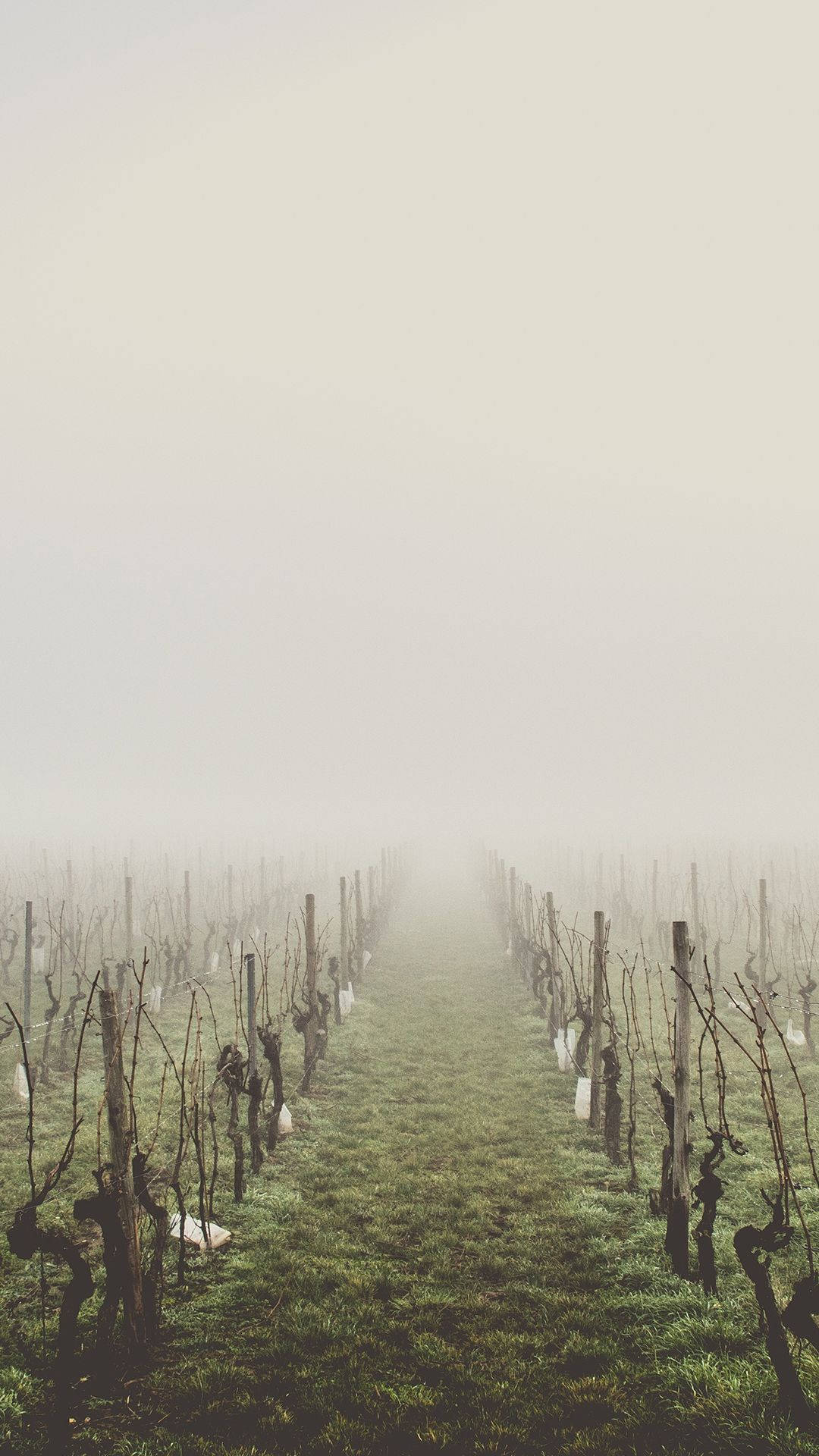 Country iPhone, misty morning, quiet vineyard, Full HD Phone Wallpaper