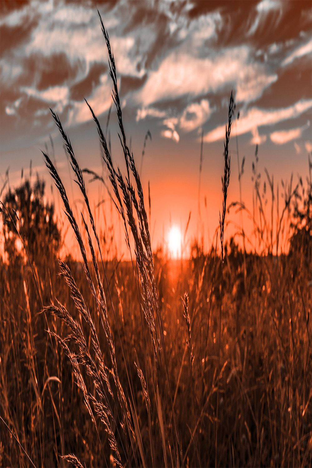Country iPhone, vibrant orange sun, tall grasses, HD Phone Wallpaper