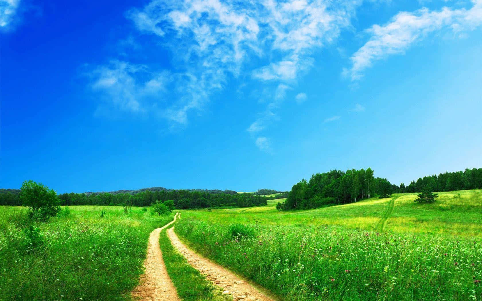 green meadows, vast blue sky, wispy clouds, HD Desktop Wallpaper