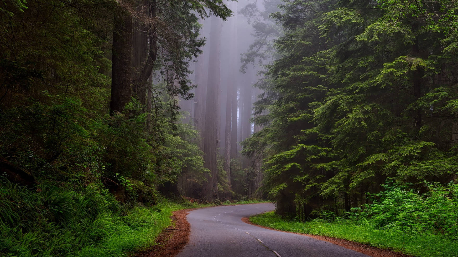 country road, misty forest, towering evergreen trees, Full HD Desktop Wallpaper