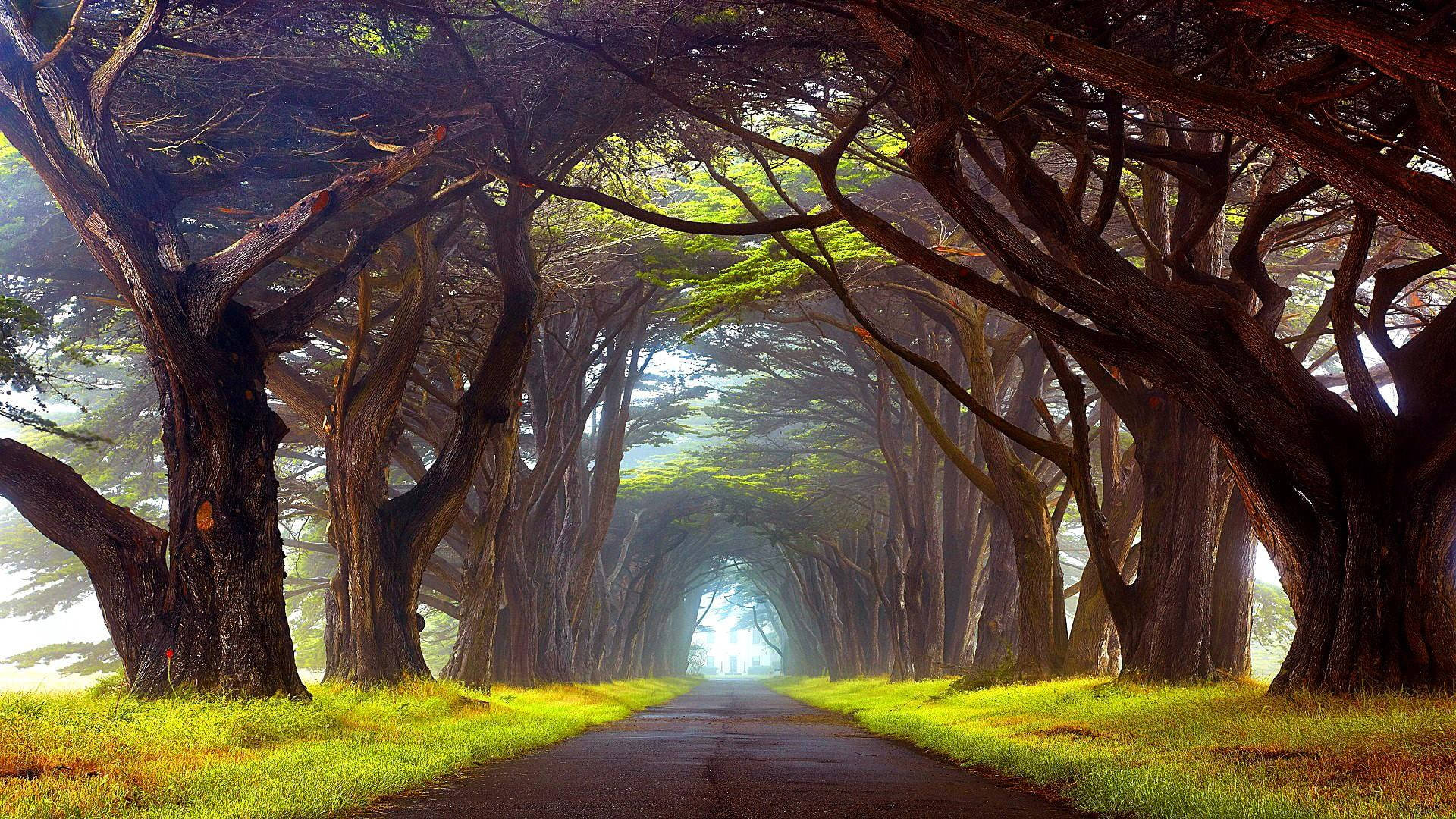 country road, tunnel of towering trees, vibrant green grass, Full HD Desktop Wallpaper