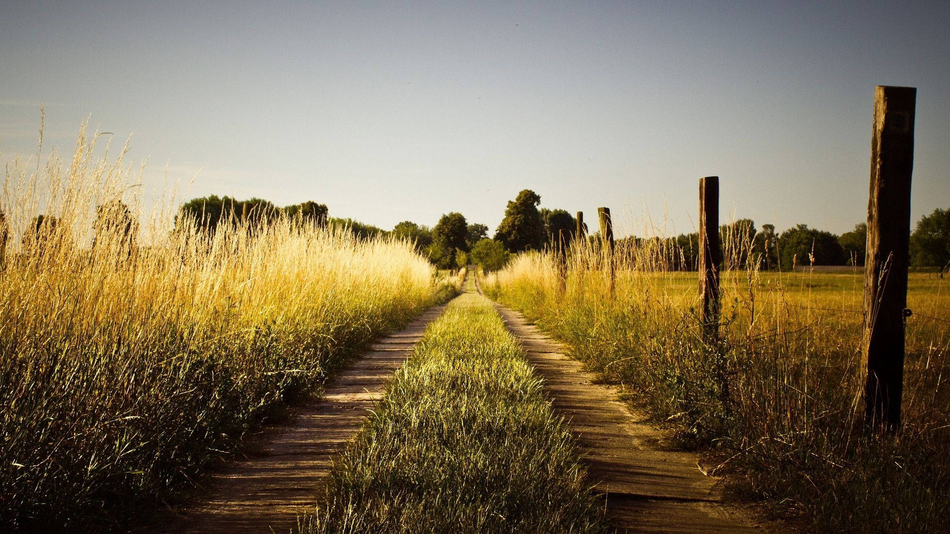 Country Road, golden grasses, clear blue sky, Full HD Desktop Wallpaper