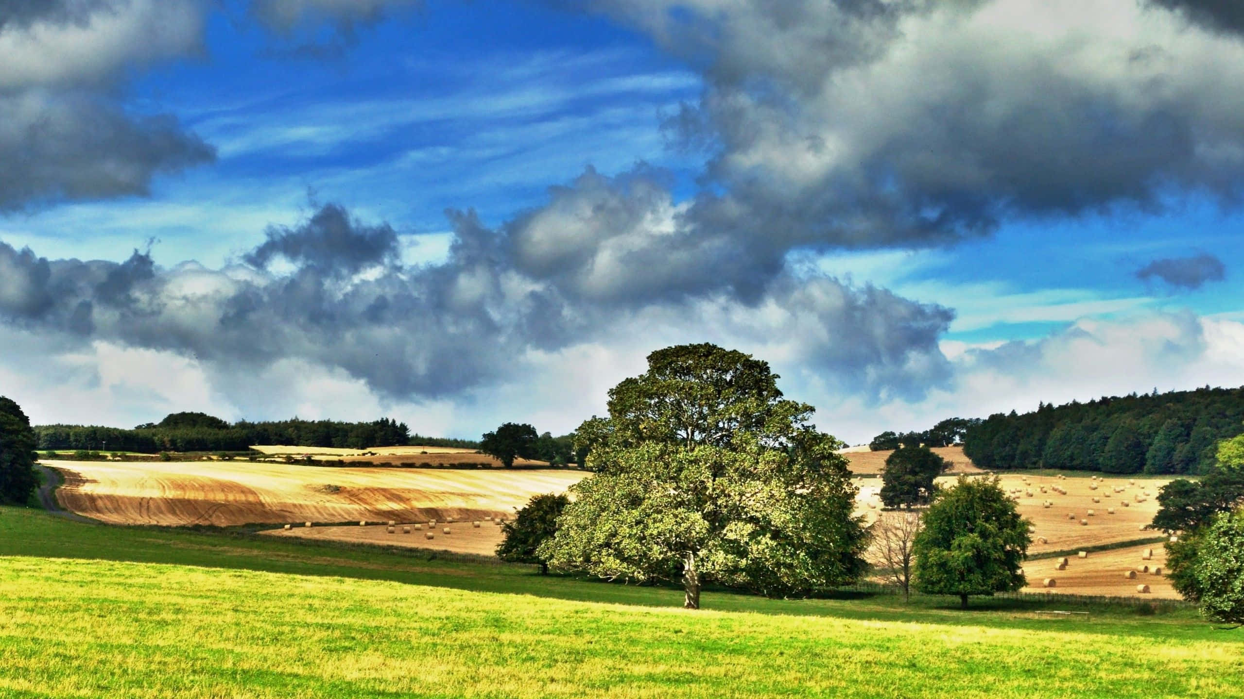 golden fields, hay bales, dramatic sky, 2K Desktop Wallpaper