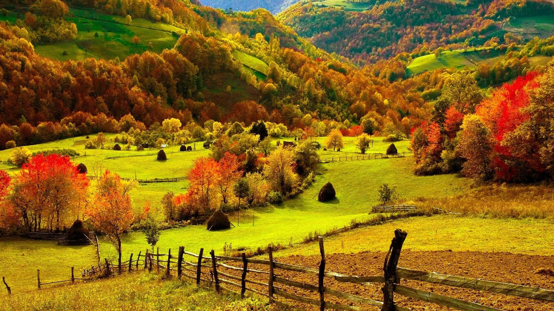 autumn hills, golden sunlight, fiery red orange trees, Full HD Desktop Wallpaper