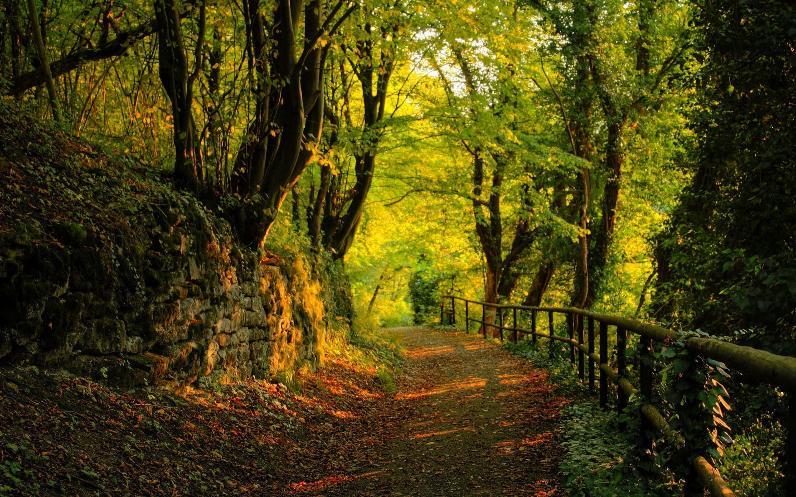 winding forest path, golden sunlight, tall trees, 2K Desktop Wallpaper