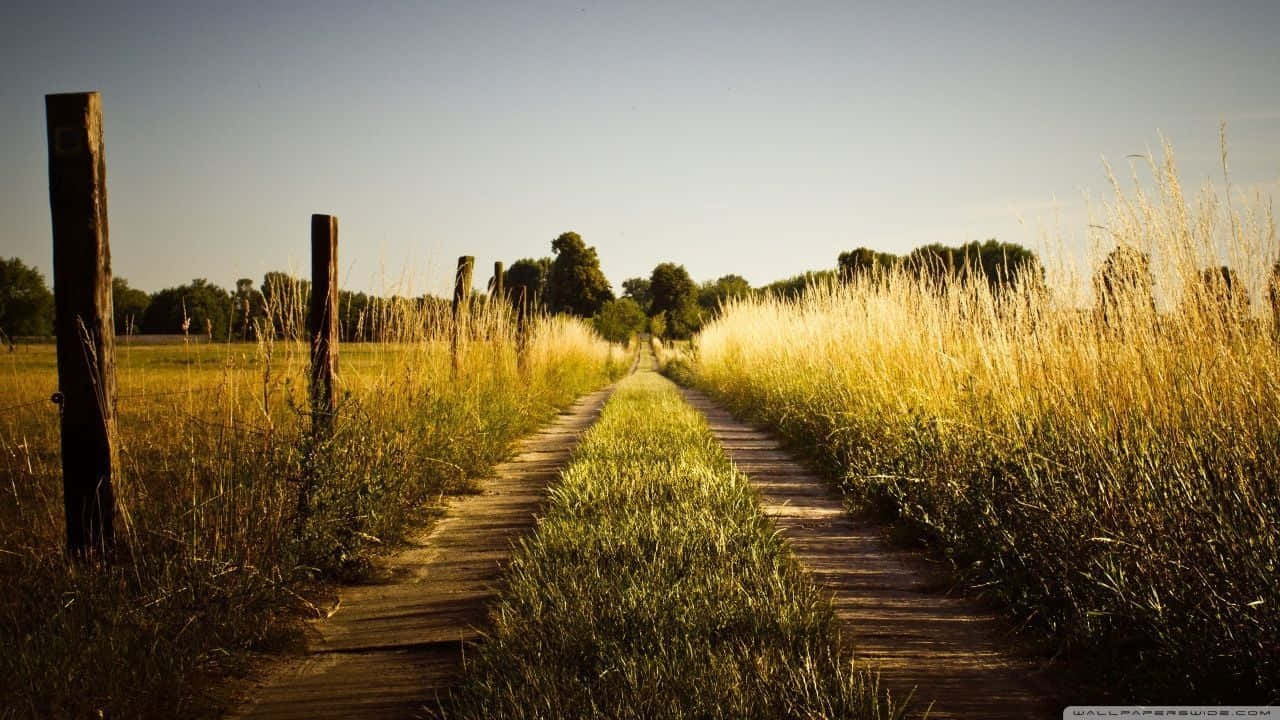 wooden boardwalk, tall golden grasses, clear blue sky, HD Desktop Wallpaper