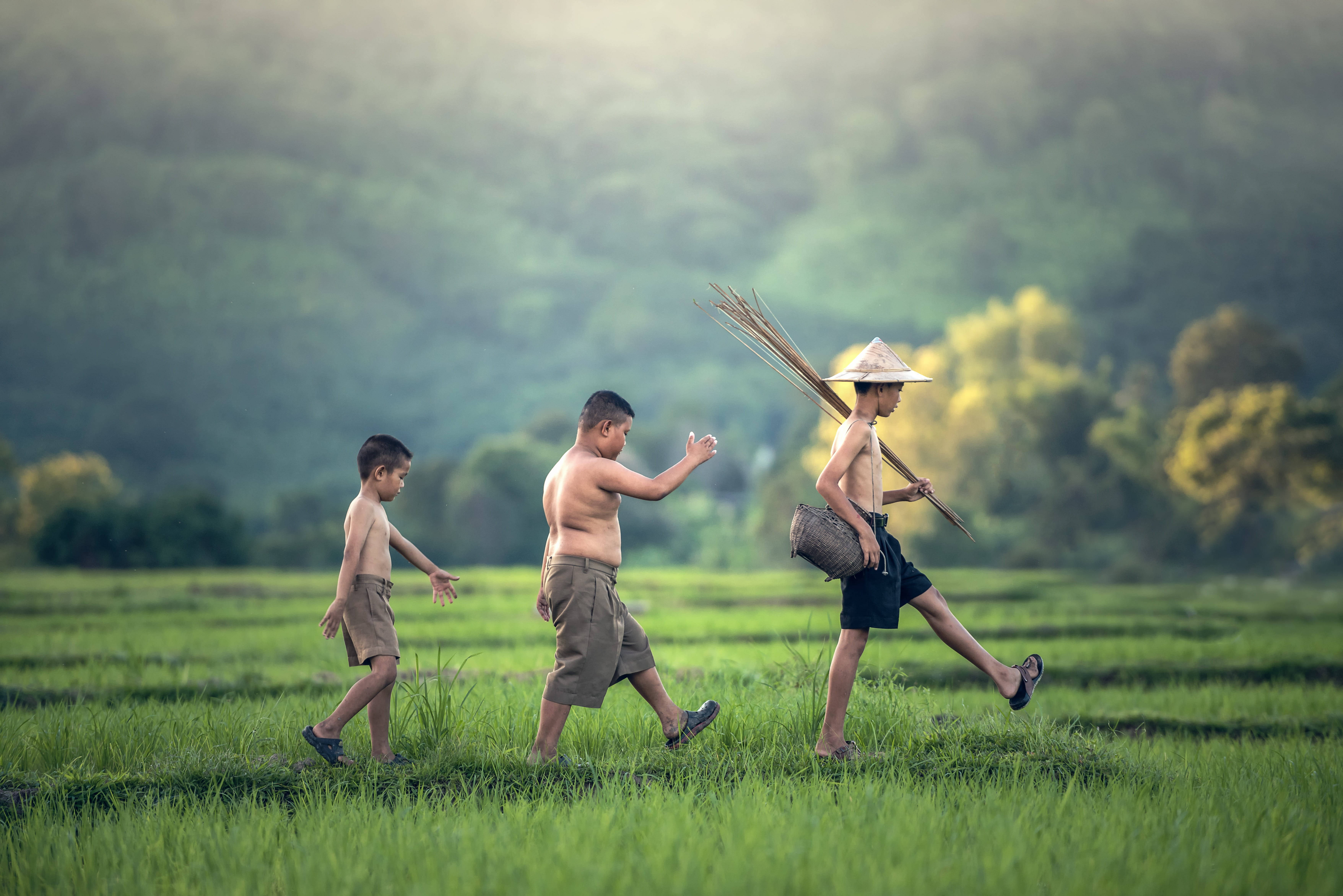 Country Summer, boys, rice paddy, 5K Desktop Wallpaper