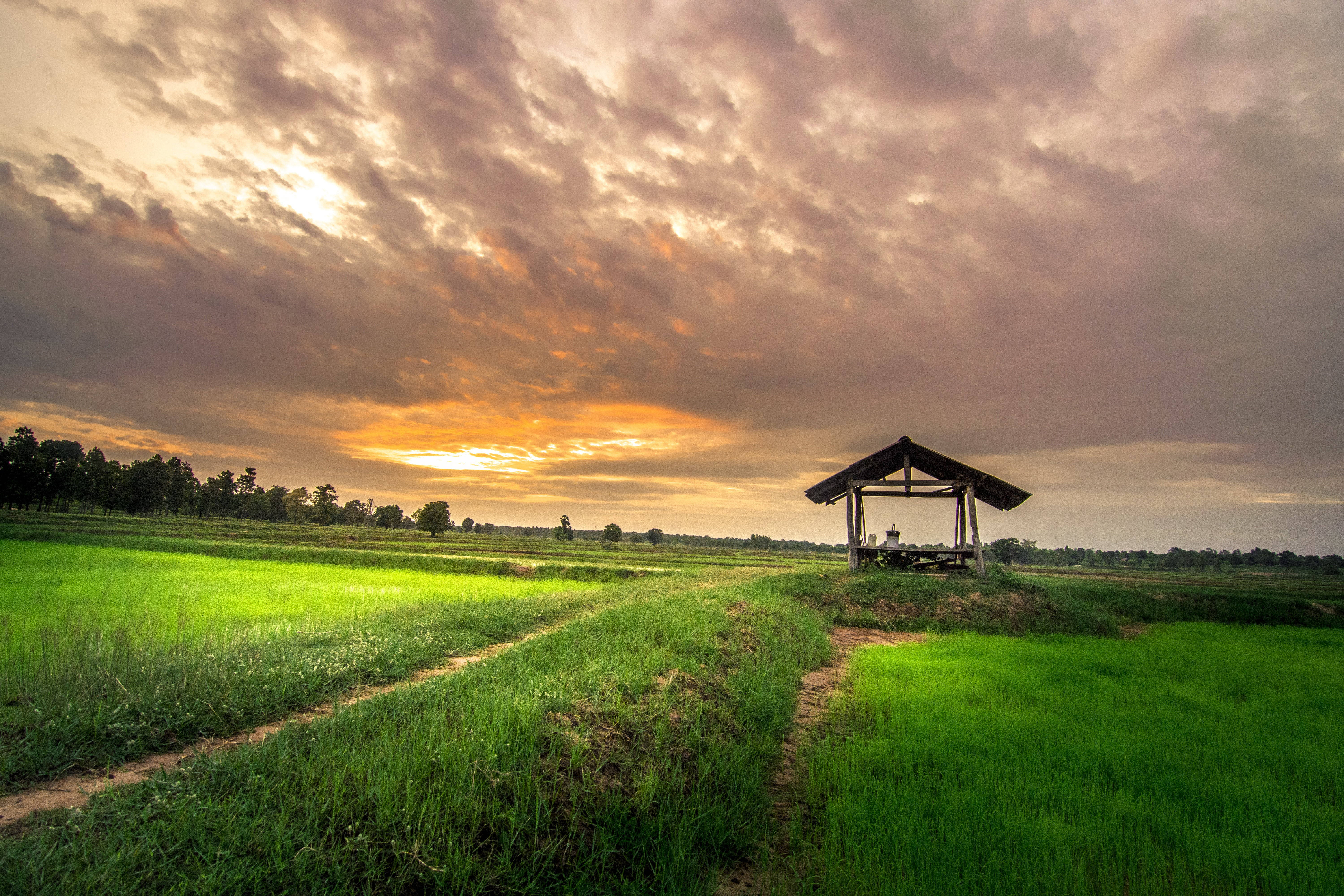 Country Summer, wooden pavilion, vast green rice field, 5K Desktop Wallpaper