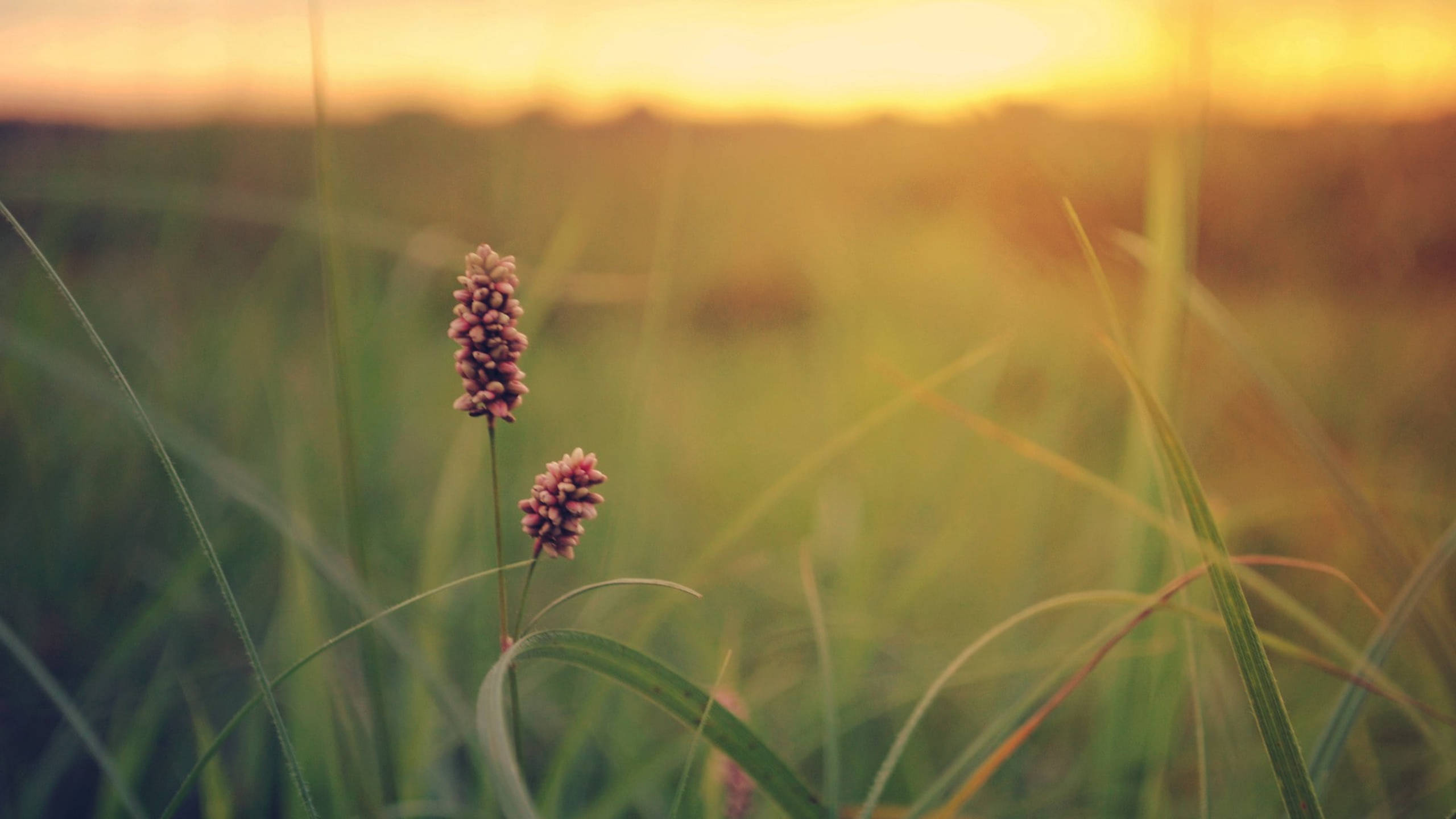 Country Summer, purple flowers, grassland, 2K Desktop Wallpaper