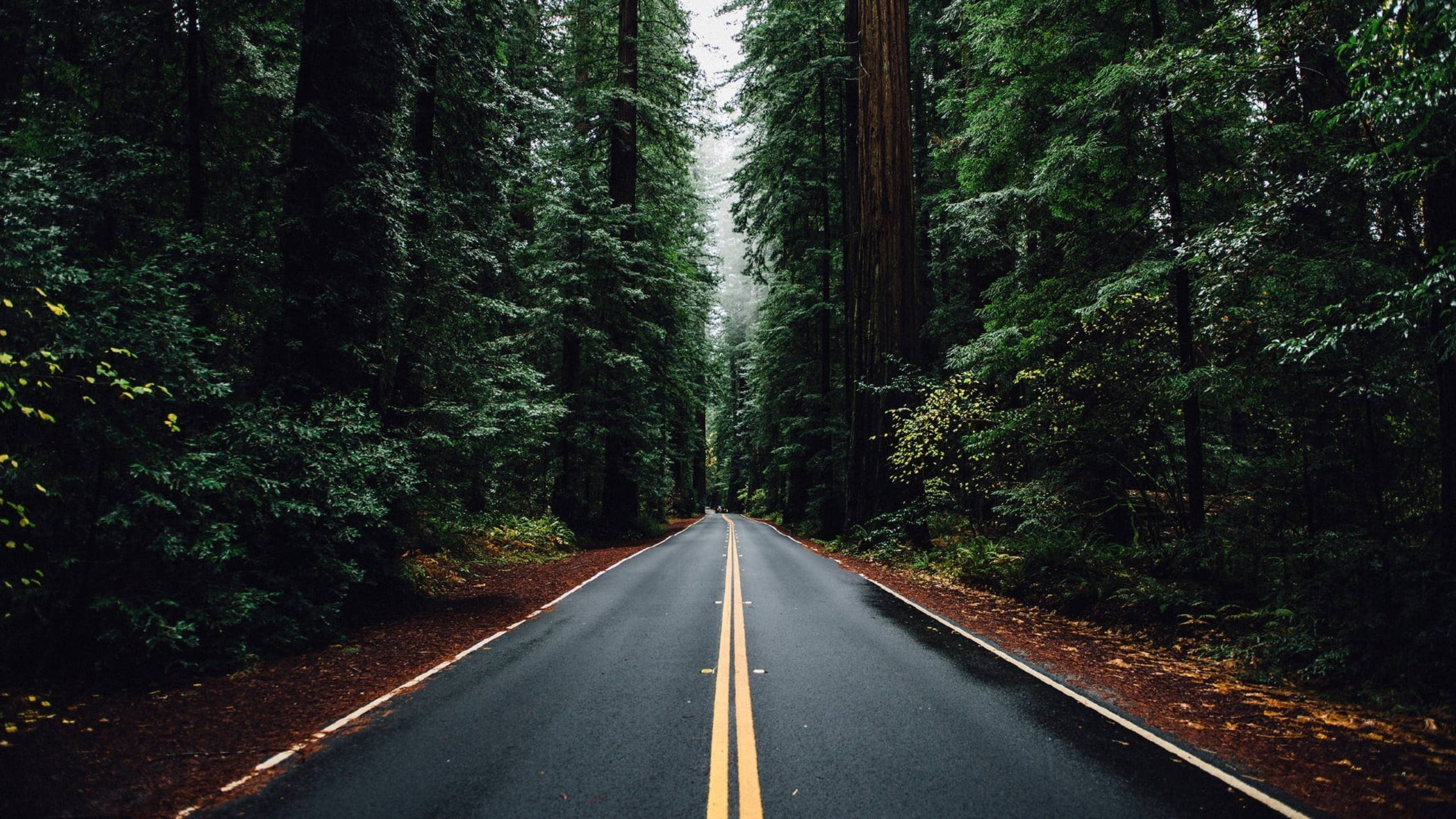 sun kissed countryside, full summer bloom, wet asphalt road, 2K Desktop Wallpaper