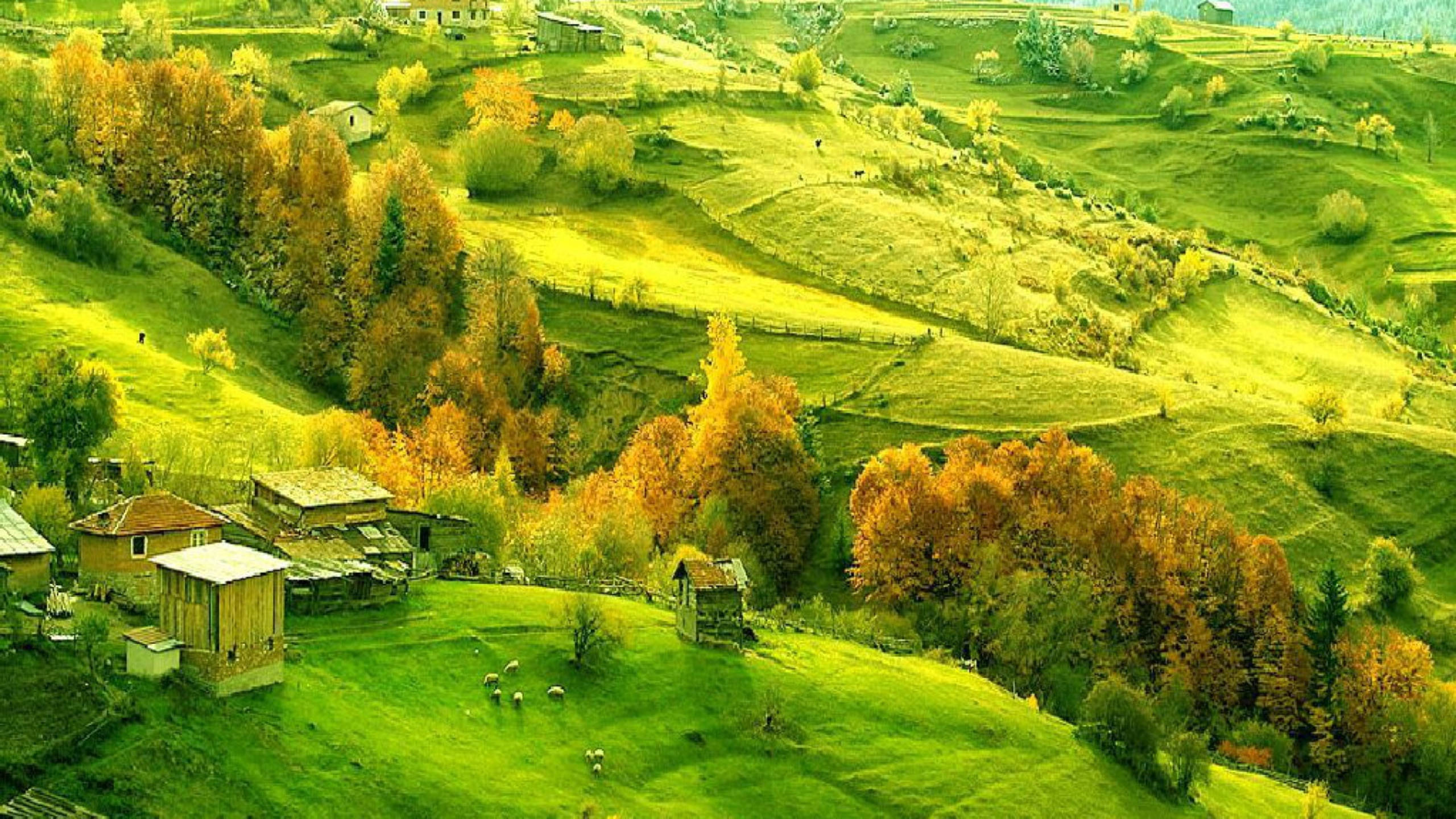 Country Summer, grass fields, trees, 2K Desktop Wallpaper