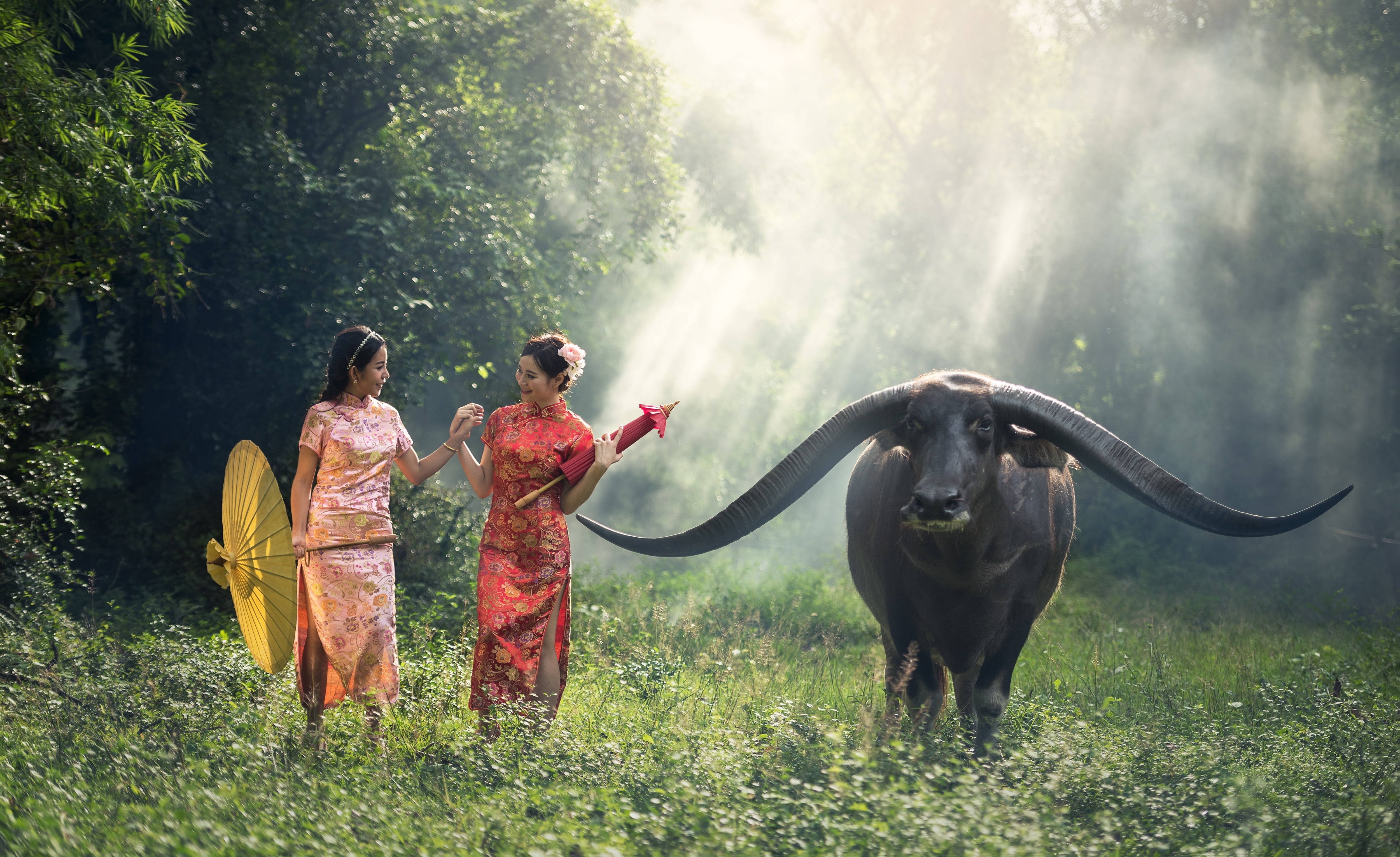 Country Summer, long horn buffalo, sunlit forest, 4K Desktop Wallpaper