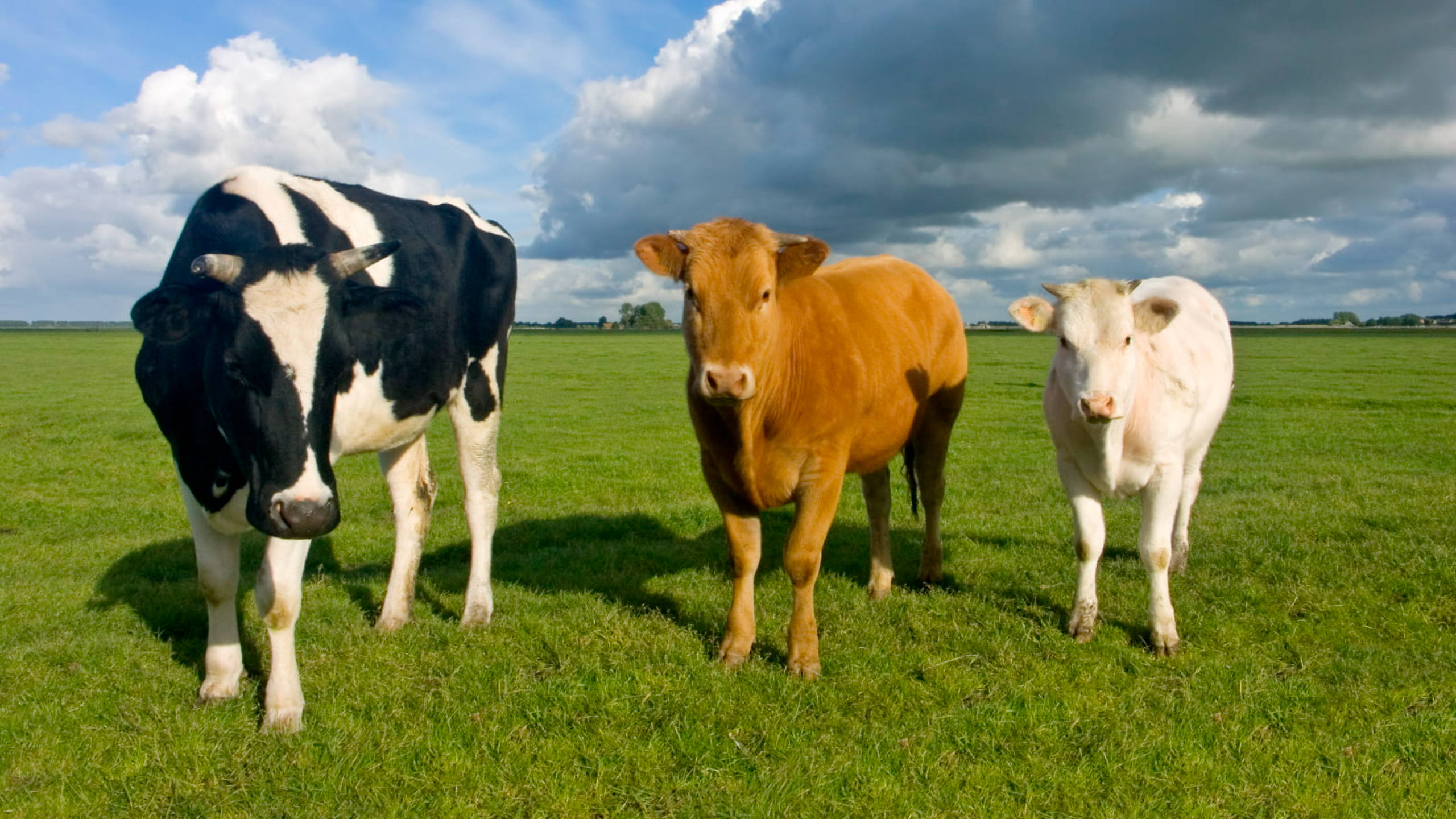 Country Summer, three cows, vibrant green field, 2K Desktop Wallpaper