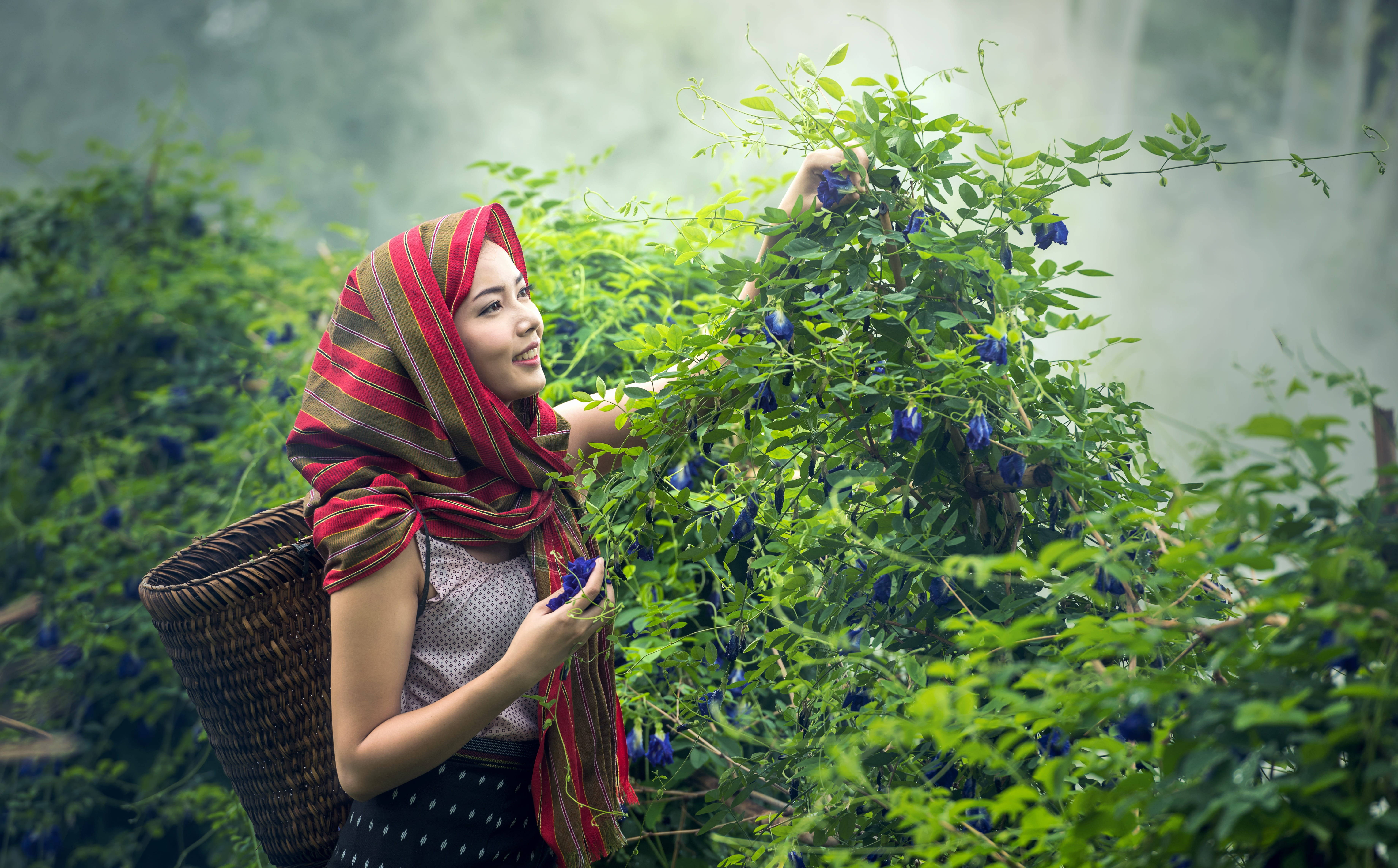 Country Summer, red striped headscarf, vibrant blue flowers, 5K Desktop Wallpaper