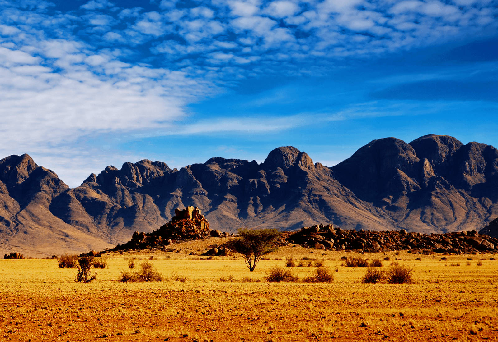 acacia tree, golden savanna grassland, rugged brown mountains, HD Desktop Wallpaper