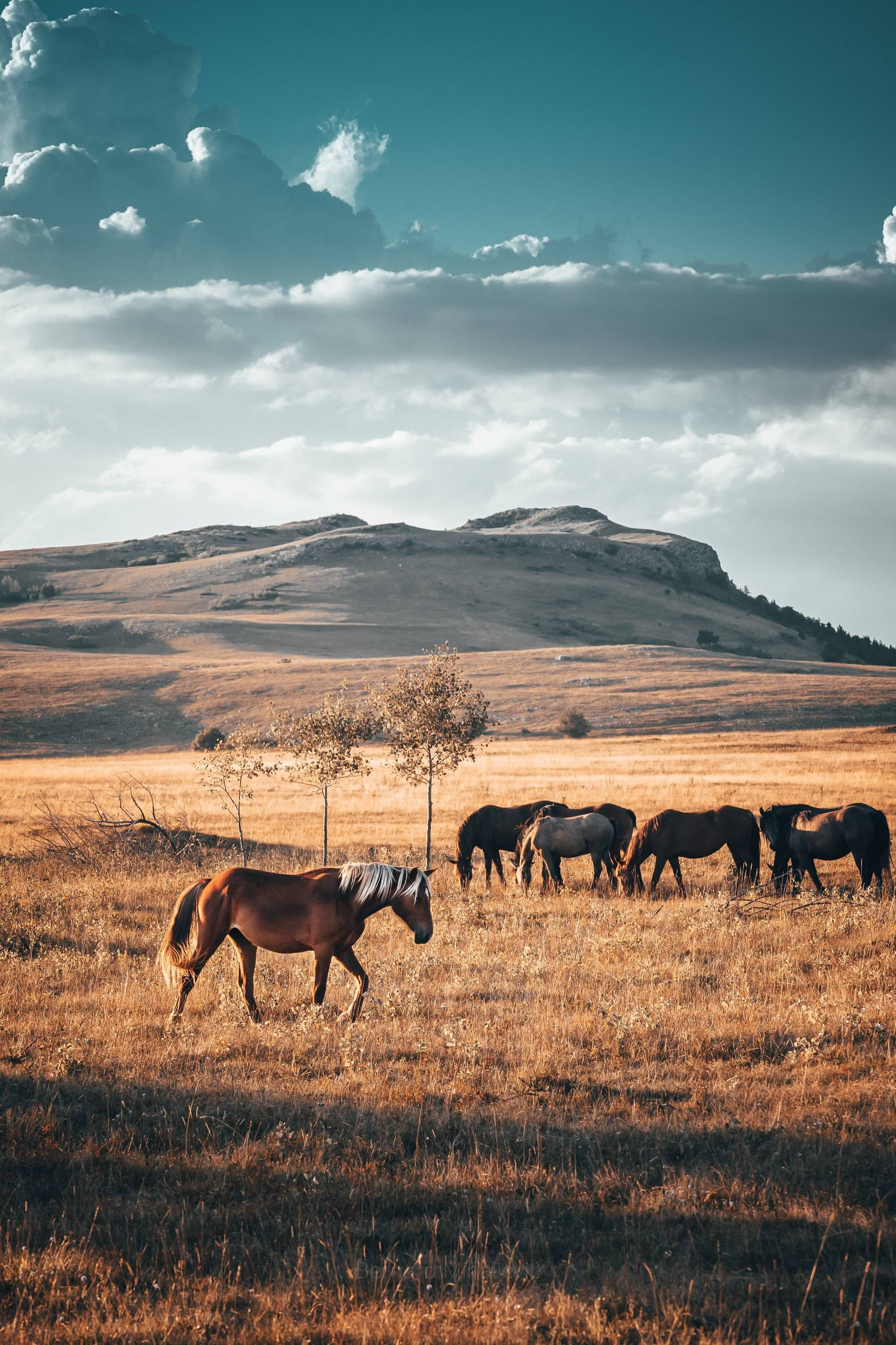 country western, chestnut horse, golden grass, 2K Phone Wallpaper