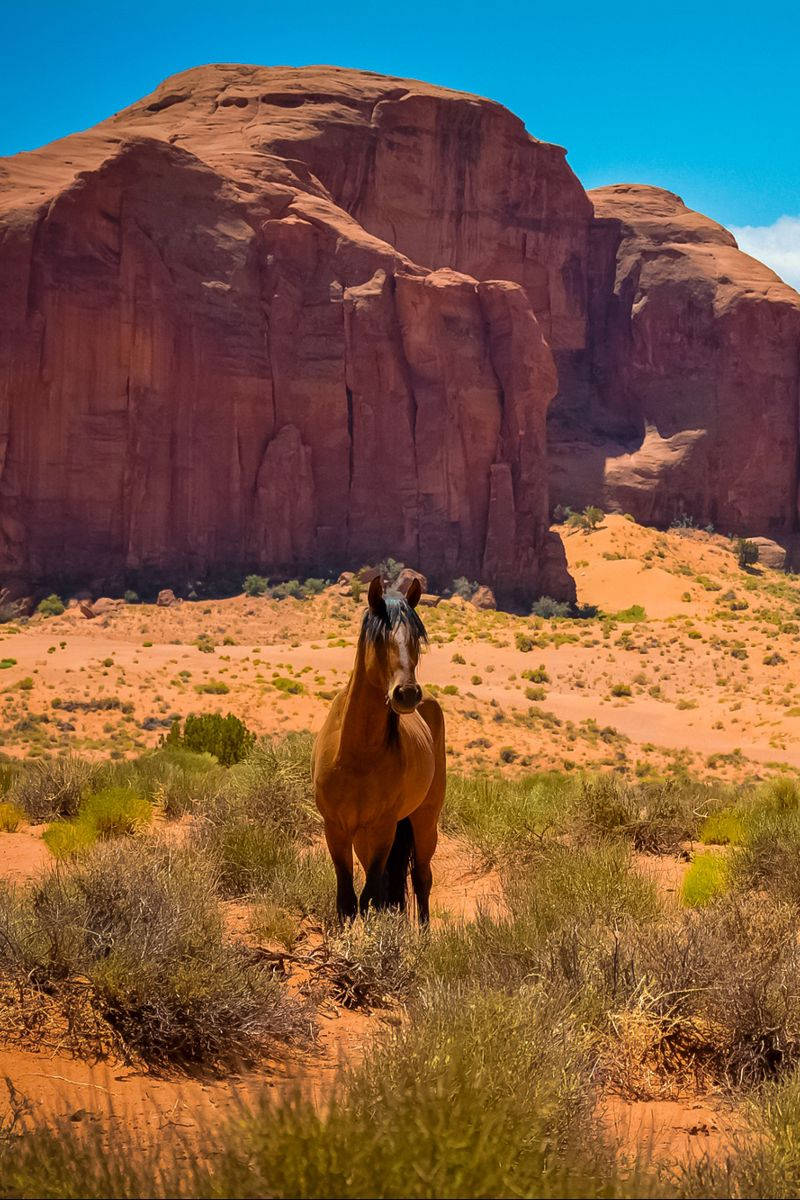 Country Western, brown horse, desert canyon, SD Phone Wallpaper