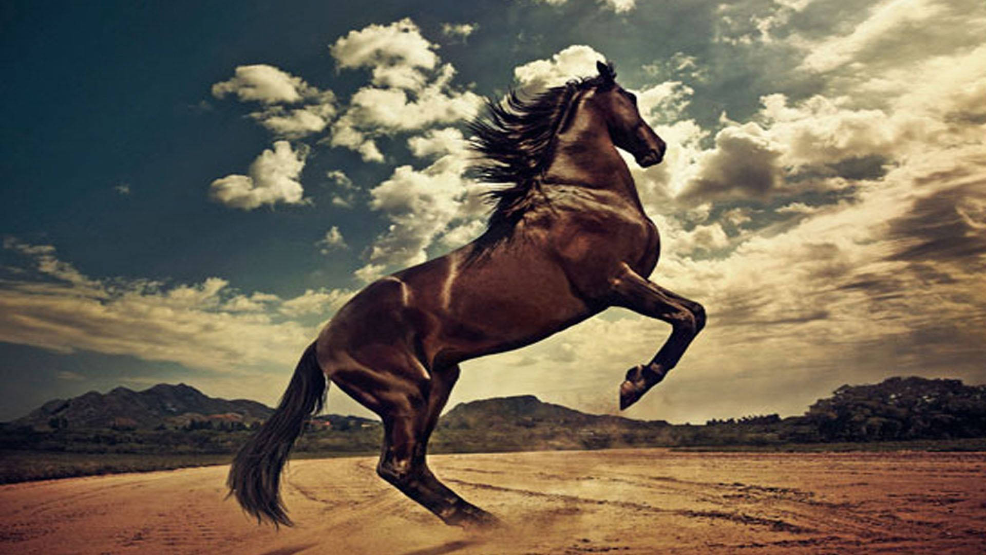 Country Western, dark brown horse, dusty road, Full HD Desktop Wallpaper