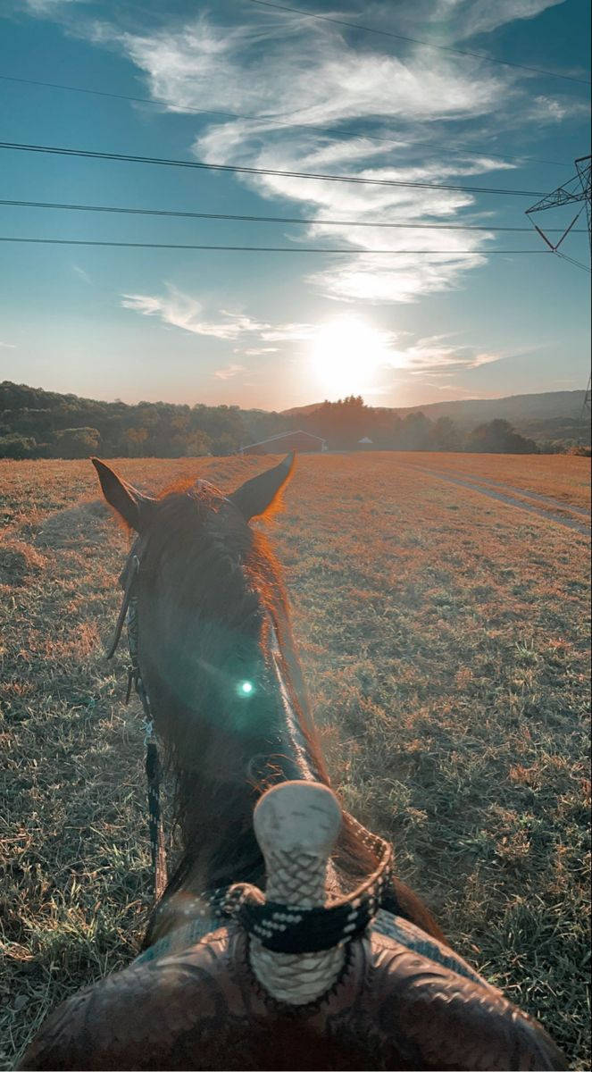 Country Western, horse, golden field, SD Phone Wallpaper