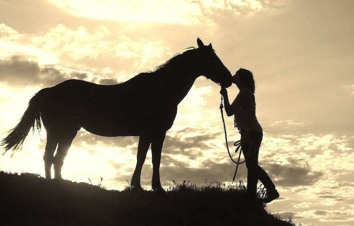 Country Western, kiss horse, golden sunset sky, SD Desktop Wallpaper