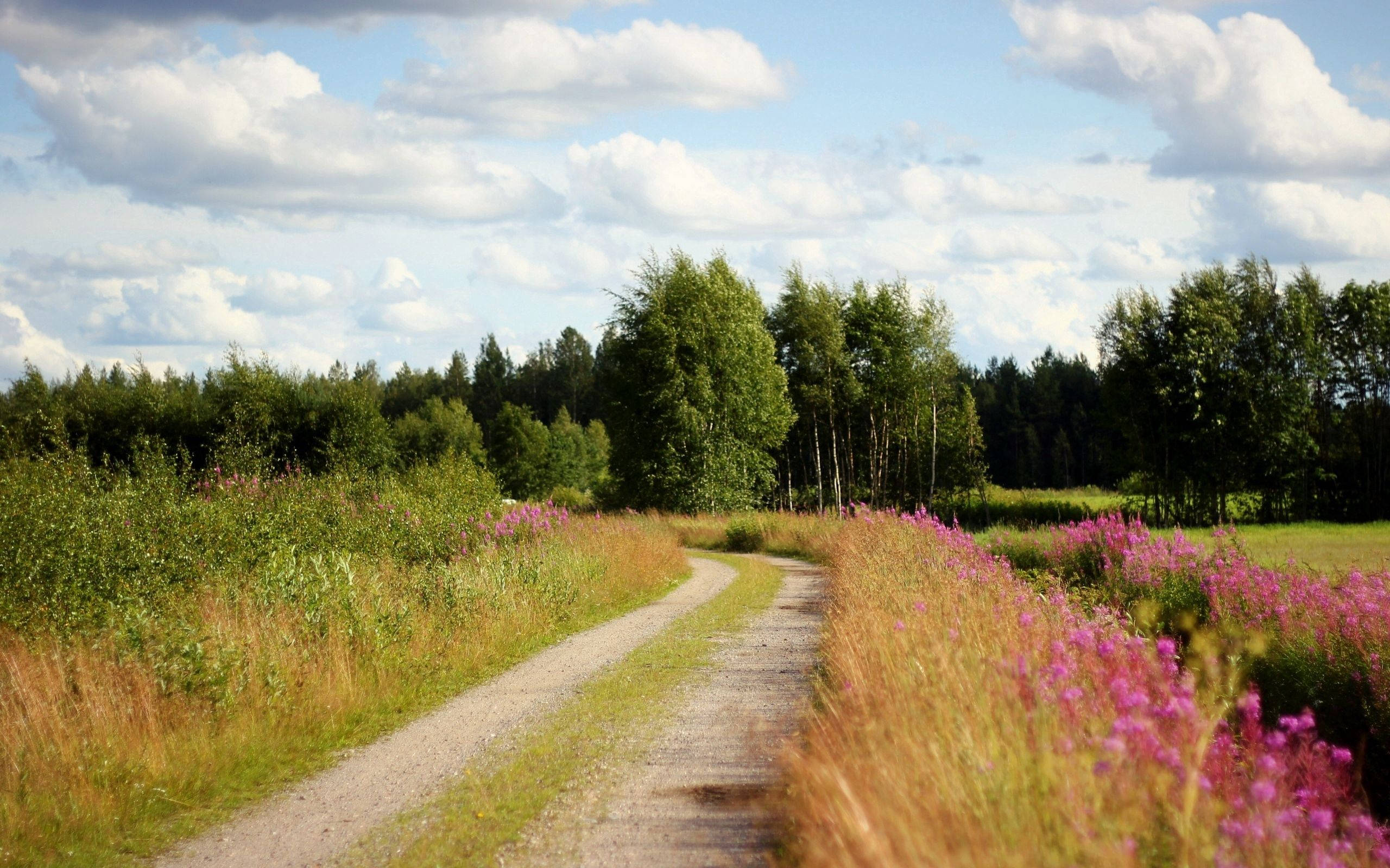 country road, gravel path, tall grass, 2K Desktop Wallpaper