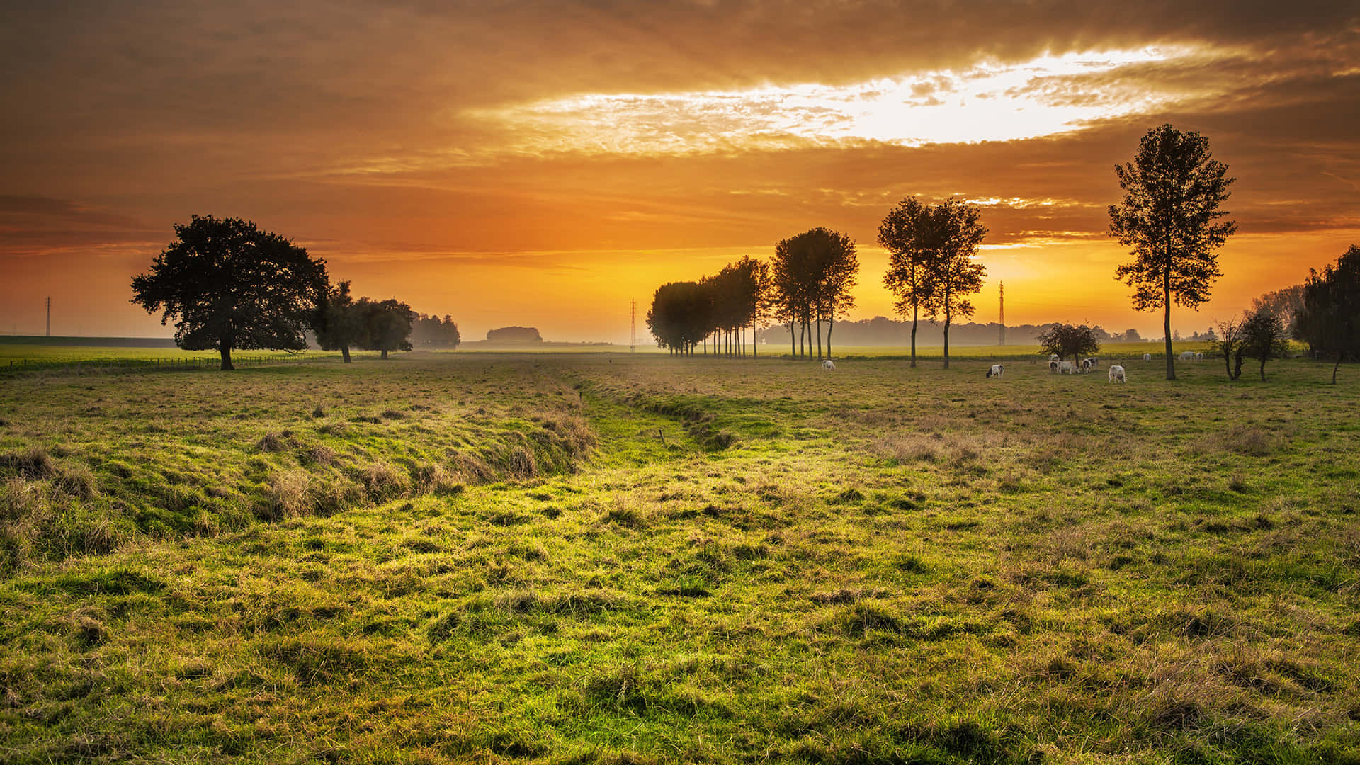 pasture, English countryside, sunset, Full HD Desktop Wallpaper