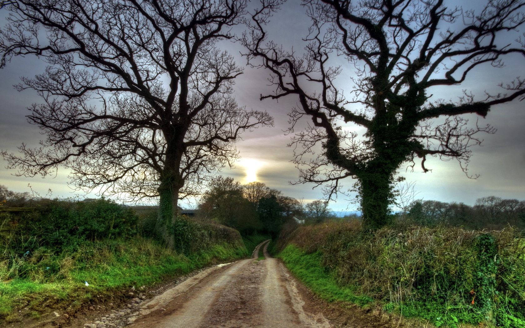Country road, dirt road, bare trees, HD Desktop Wallpaper