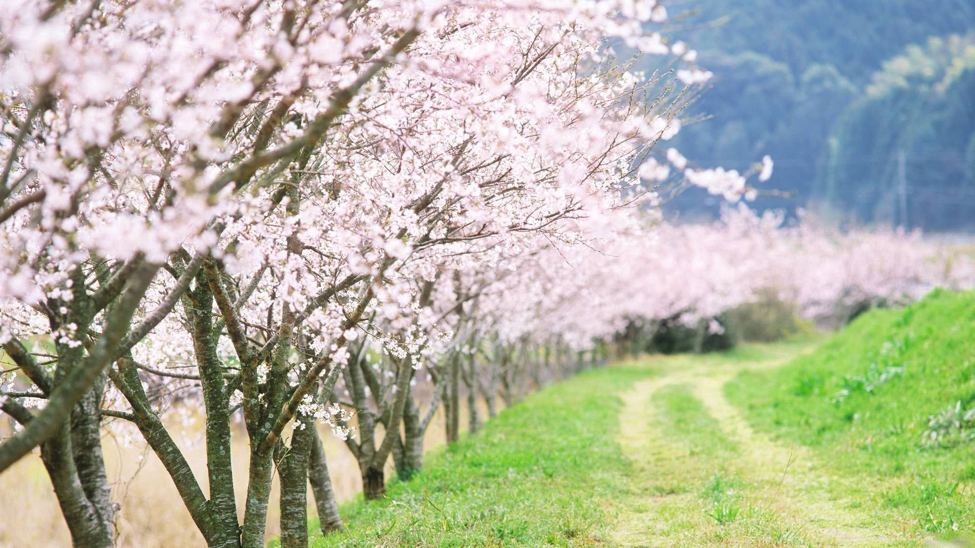 spring country road, winding country road, blooming cherry blossom trees, Full HD Desktop Wallpaper