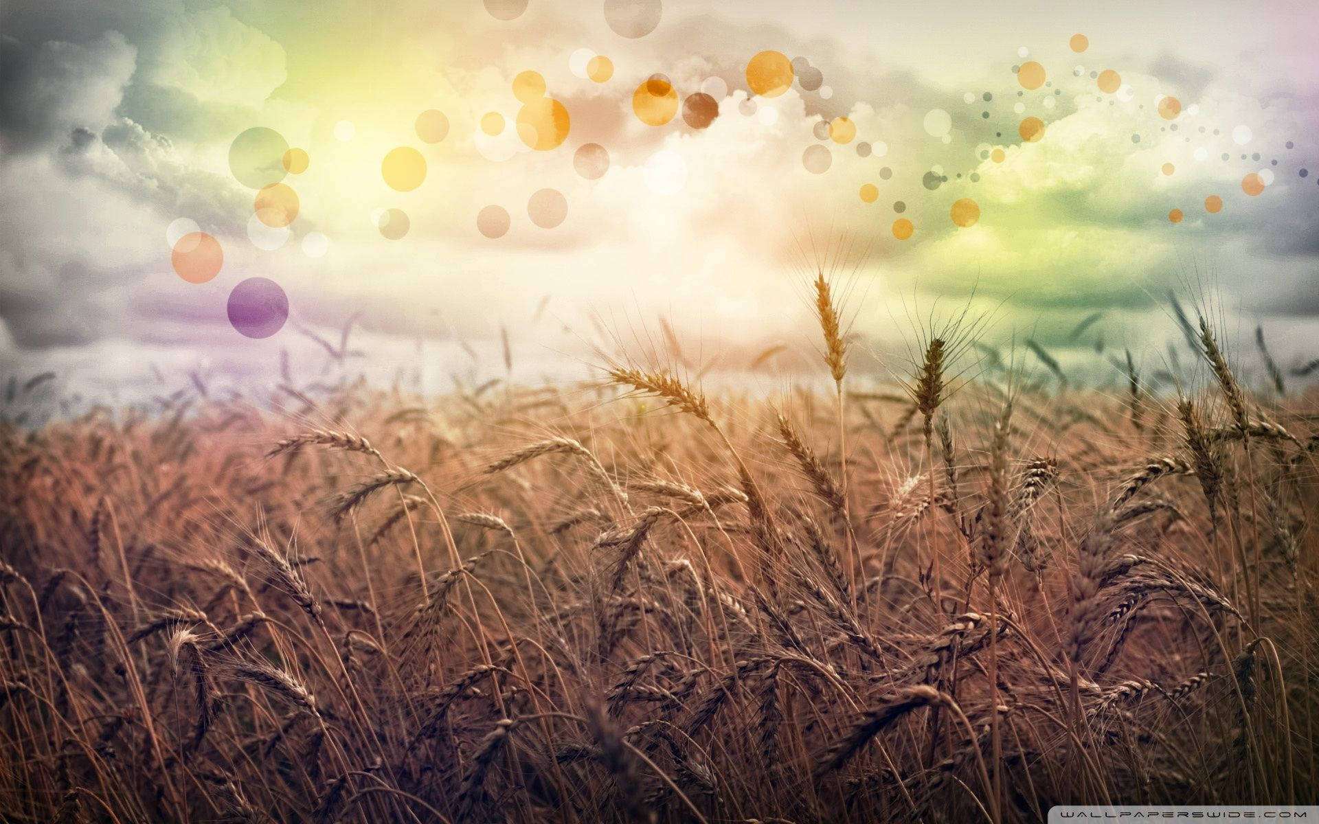 country field, rainbow, wildflowers, Full HD Desktop Wallpaper