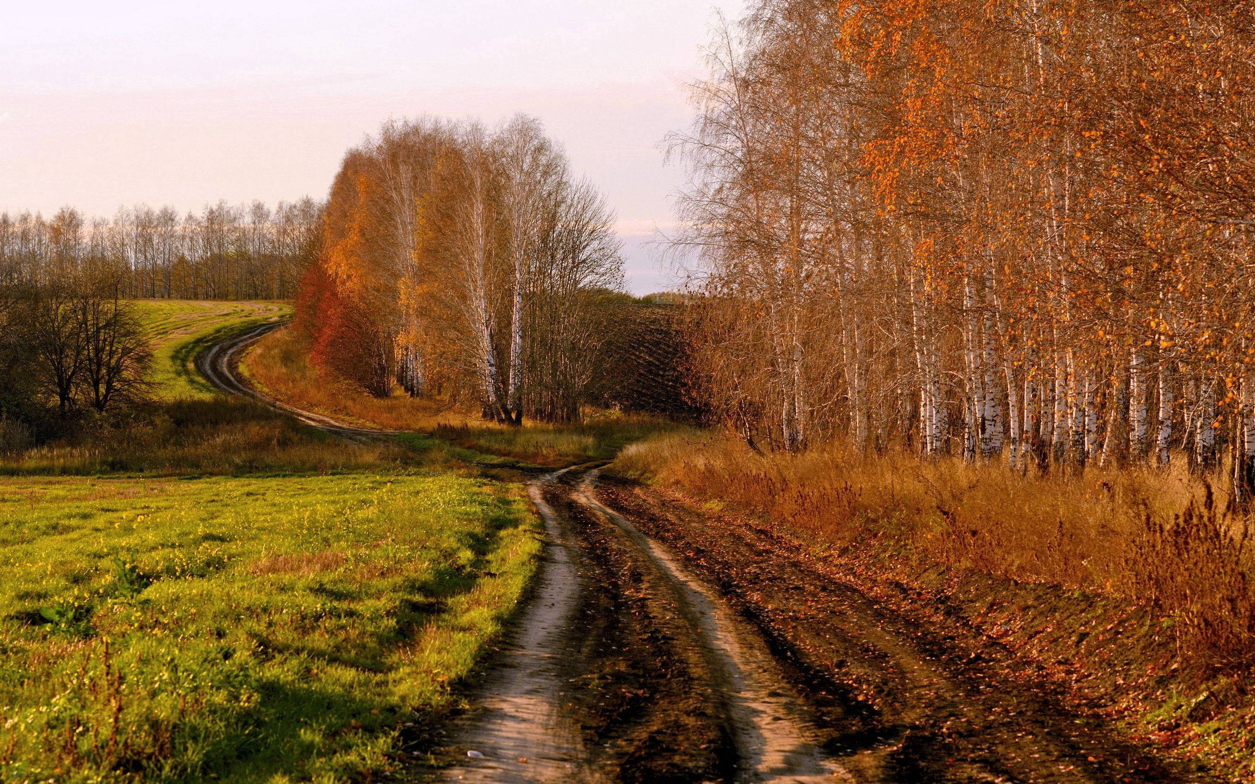 autumn country road, birch trees, dirt road, 2K Desktop Wallpaper