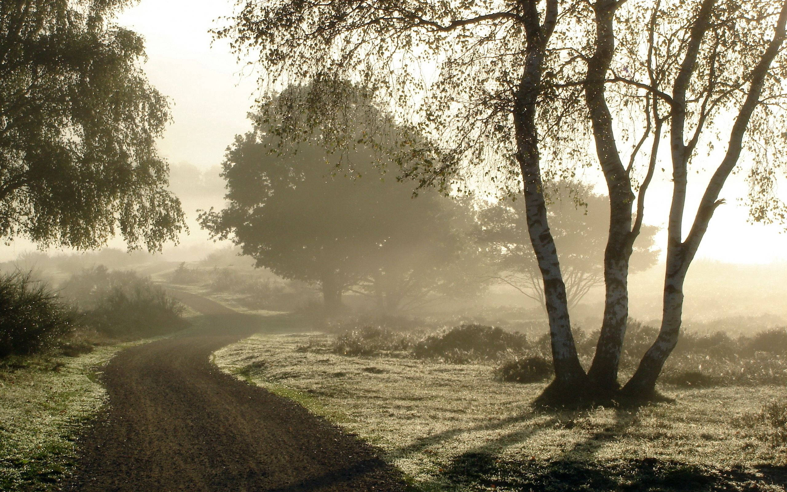 country road, birch trees, fog, 2K Desktop Wallpaper