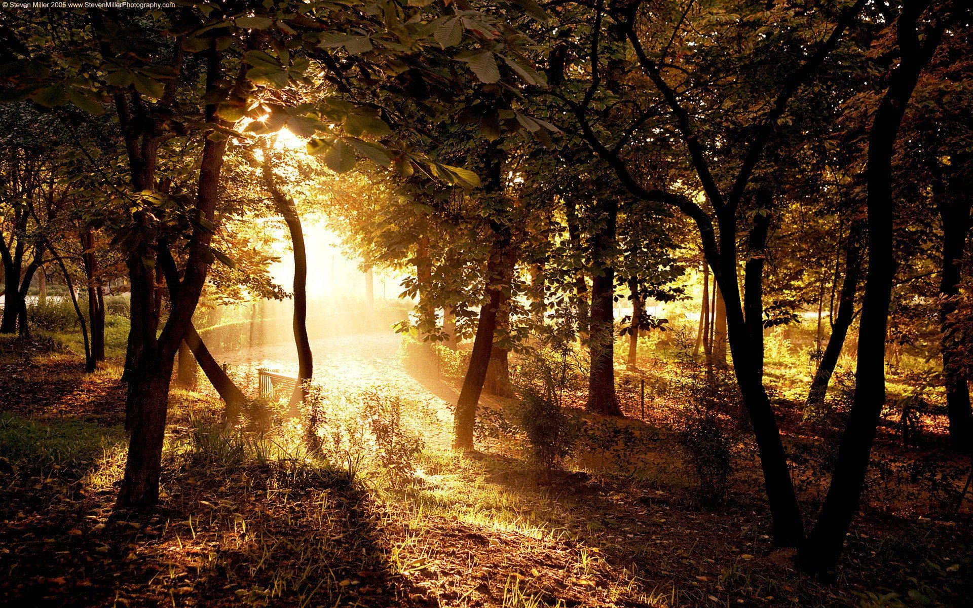 country, forest, golden sunlight, Full HD Desktop Wallpaper