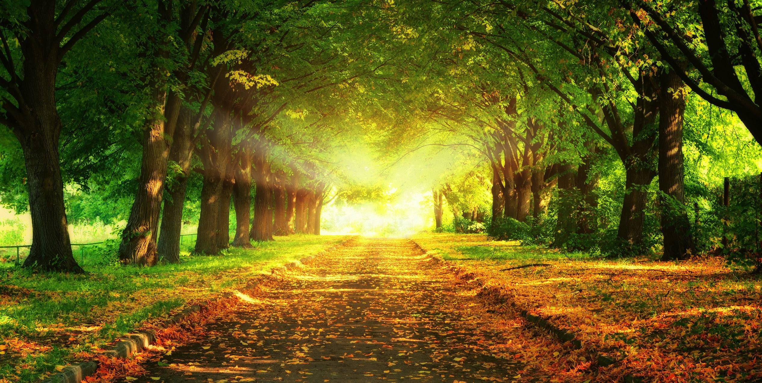 nostalgic forest road, sunlit path, lush green trees, Full HD Desktop Wallpaper