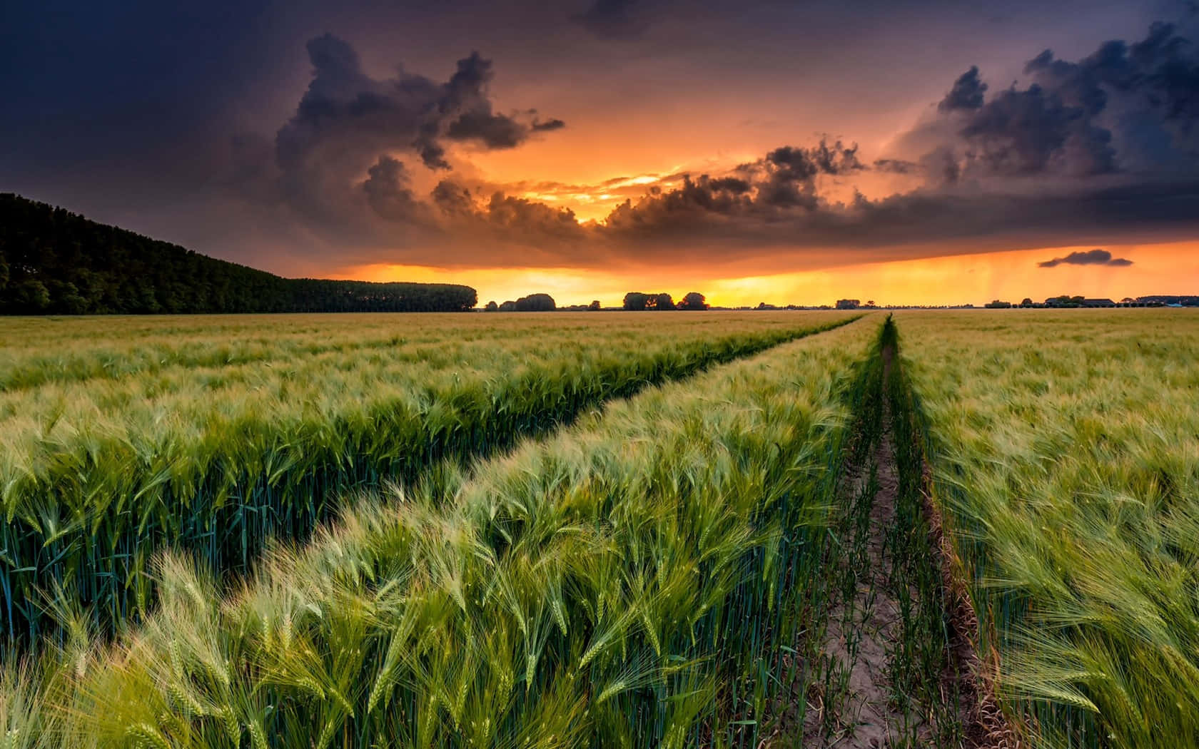 Countryside, green wheat field, sunset, HD Desktop Wallpaper