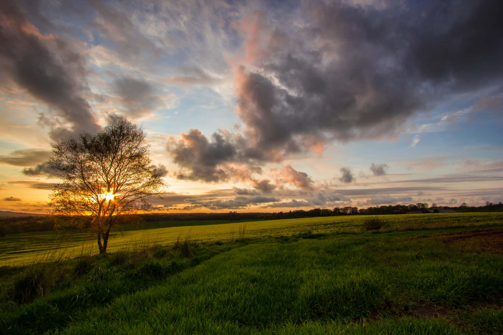 countryside, tree, grass, HD Desktop Wallpaper