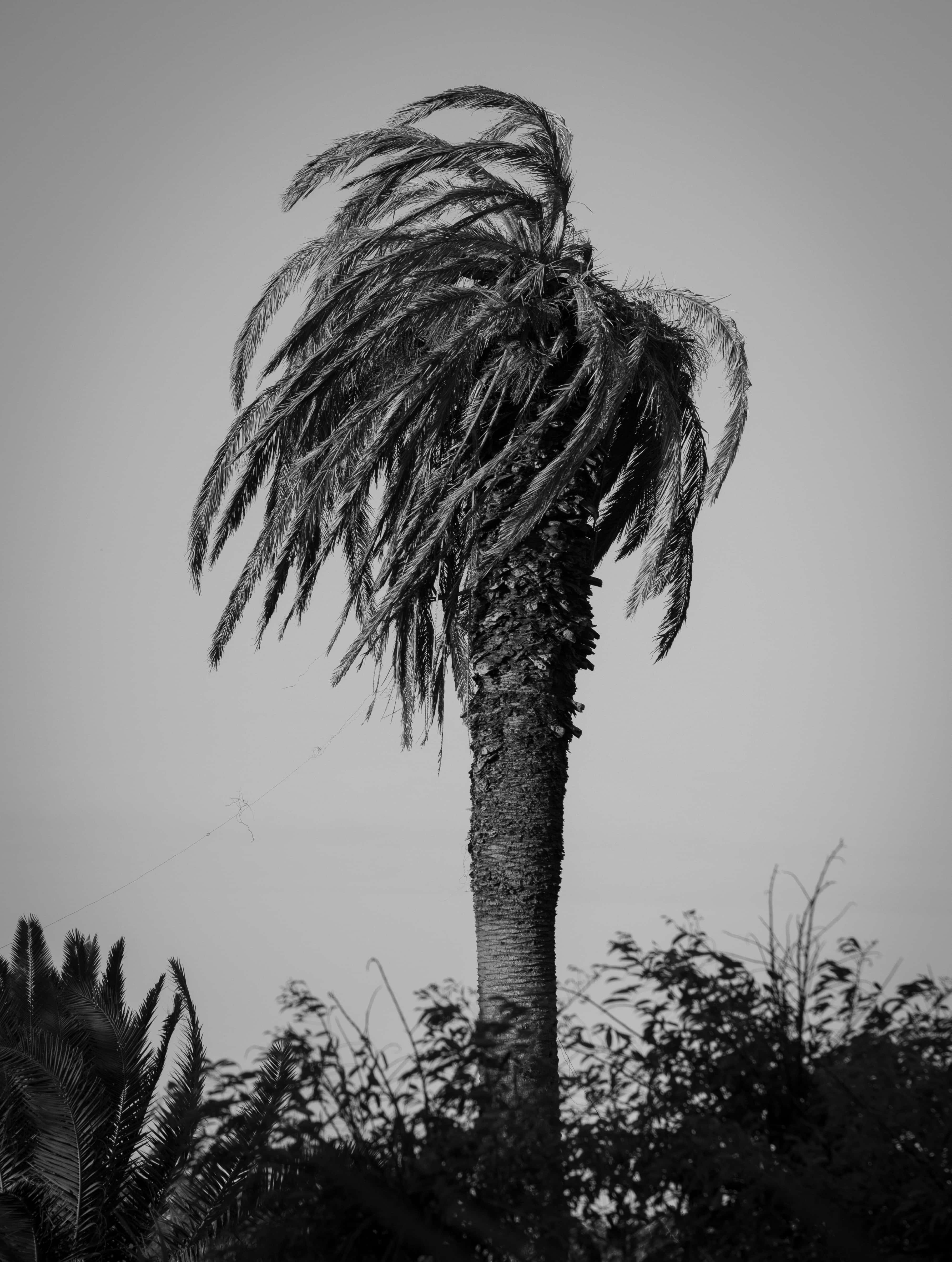 palms and wind, monochrome palm tree, windswept fronds, 4K Phone Wallpaper