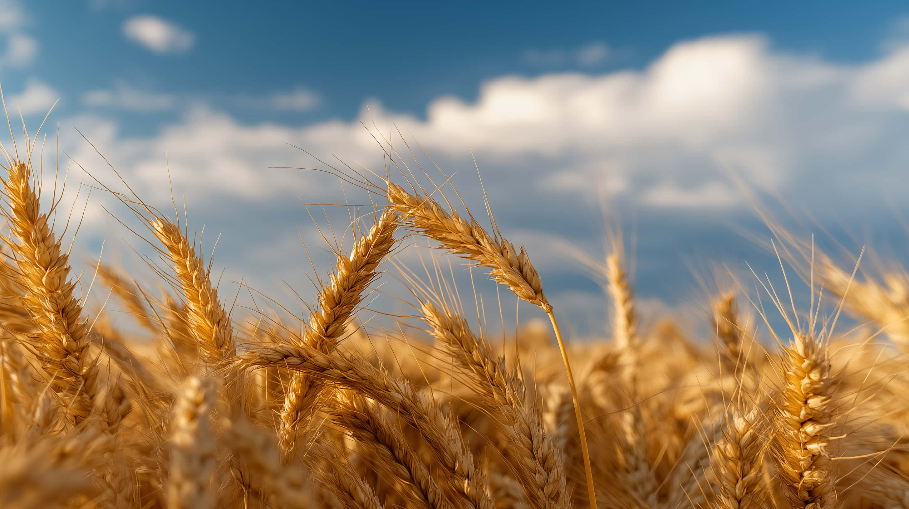 golden wheat field, clear blue sky, fluffy white clouds, 2K Desktop Wallpaper