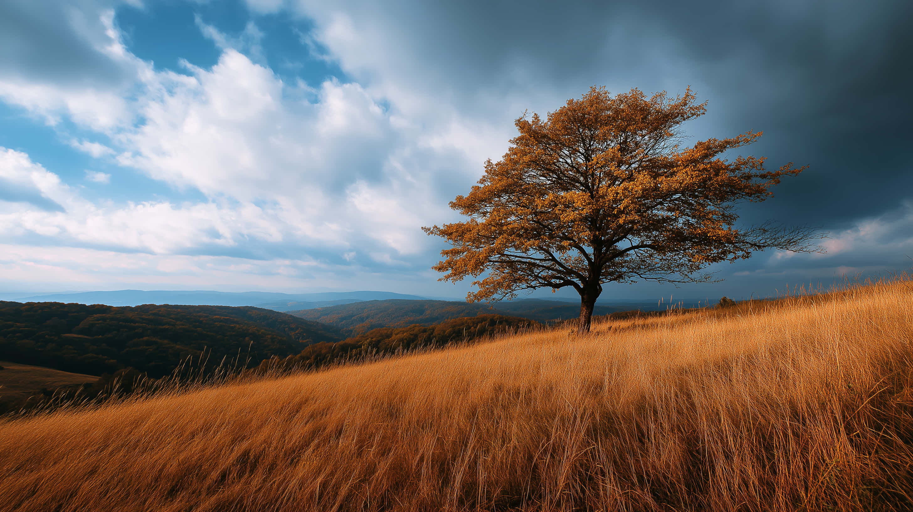 golden tree, sunlit hill, amber grass, 2K Desktop Wallpaper
