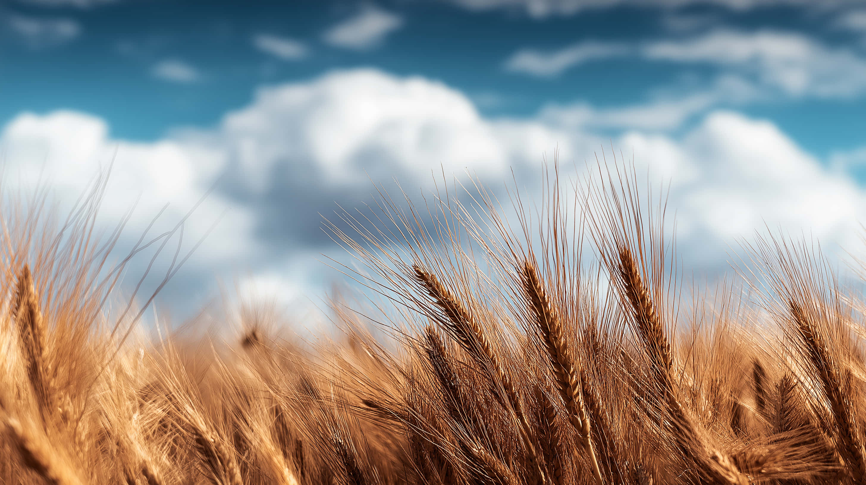 golden wheat stalks, soft white clouds, deep blue sky, 2K Desktop Wallpaper
