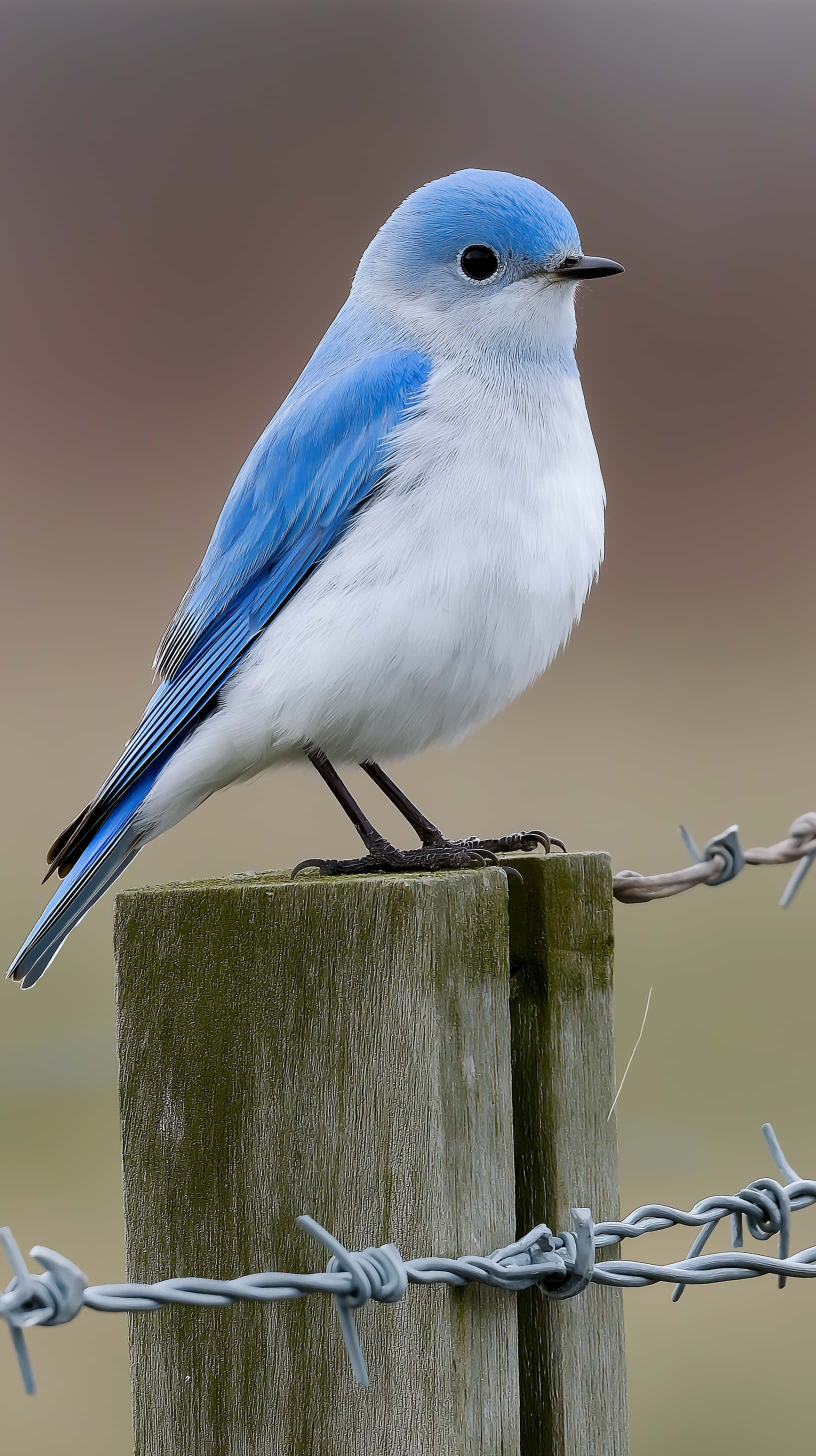 bluebird, wooden fence post, barbed wire, 2K Phone Wallpaper