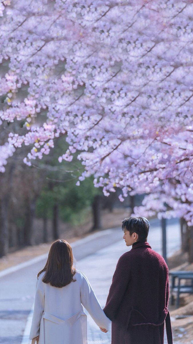 Korean couple, cherry blossom, blooming pink cherry blossoms, SD Phone Wallpaper