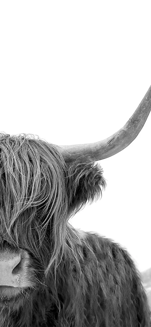 Cow iPhone