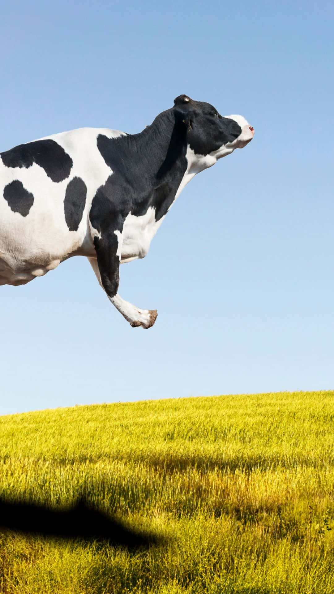 cow iPhone, black and white cow, sunlit golden field, Full HD Phone Wallpaper