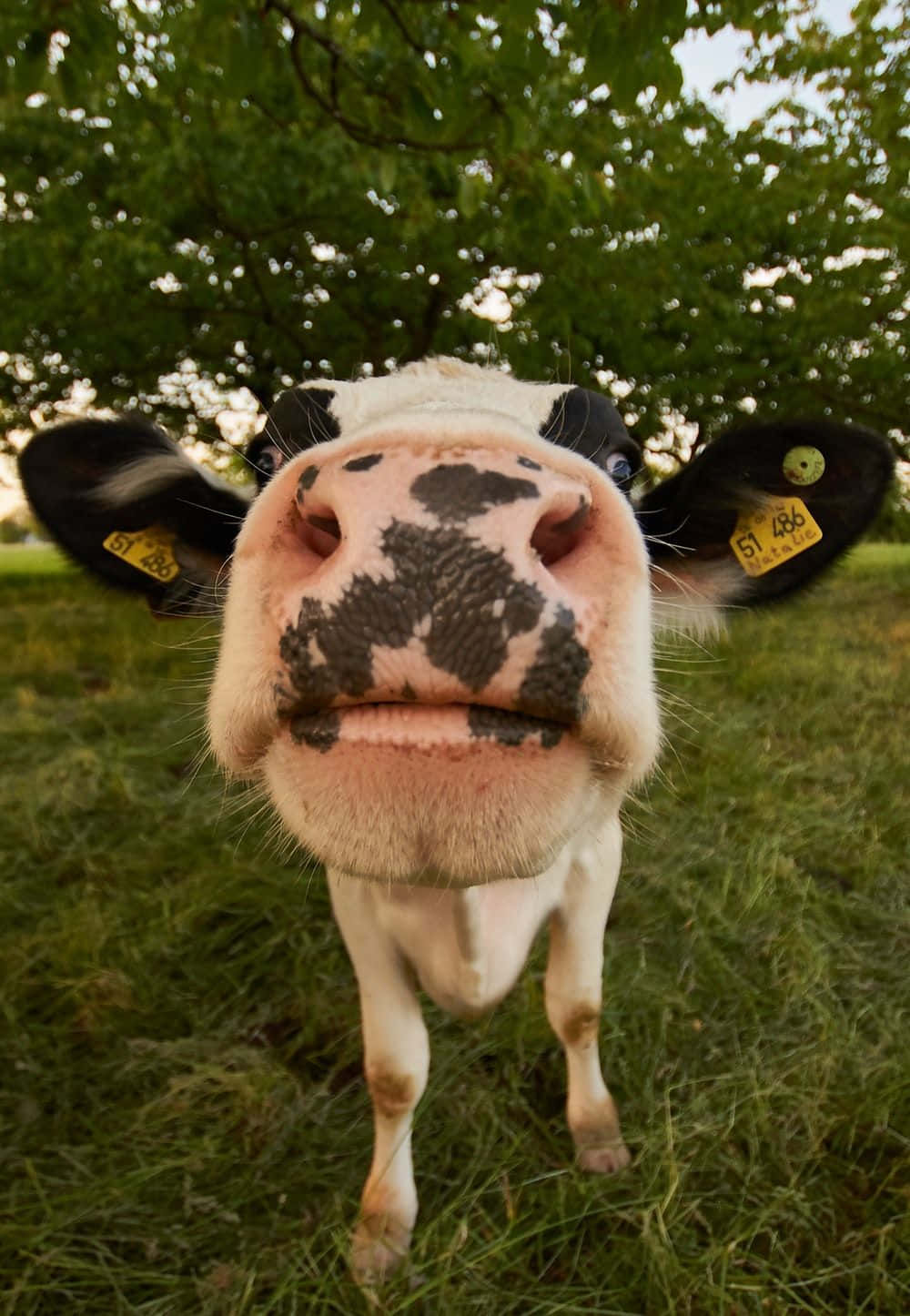 Cow iPhone, black and white cow, tagged ears, HD Phone Wallpaper