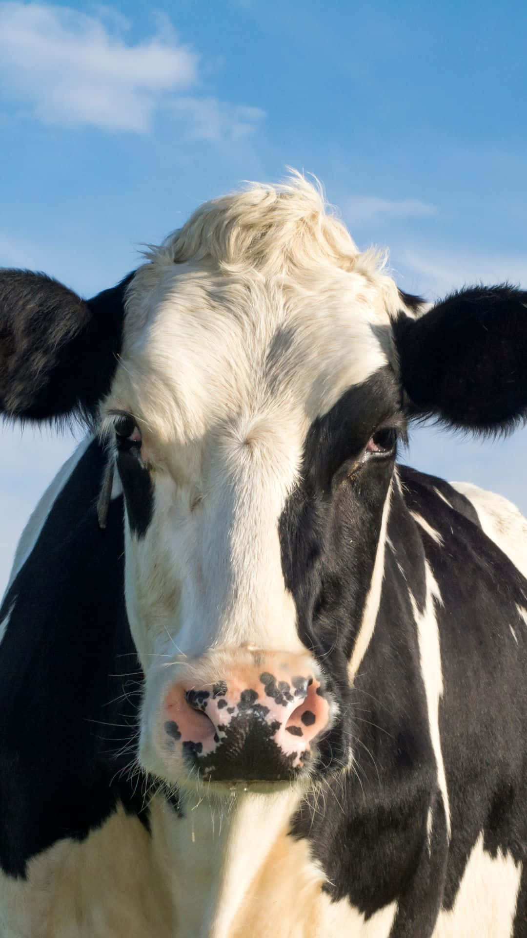 cow, black and white, pink spotted nose, Full HD Phone Wallpaper