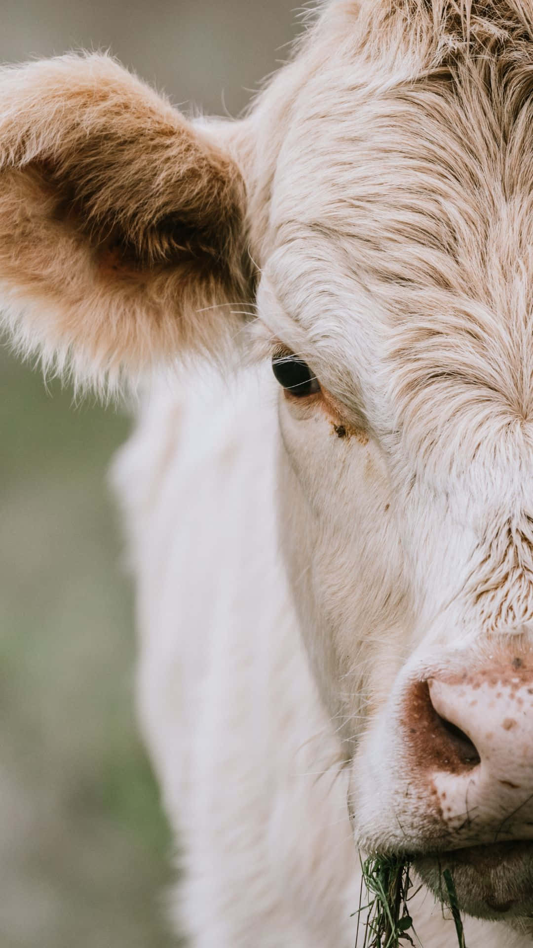 Cow iPhone, white cow, soft fur, Full HD Phone Wallpaper